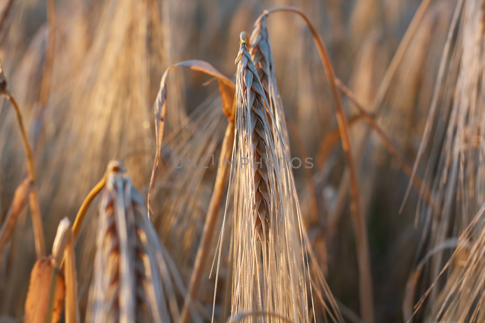 Photograph on the field of ripe golden wheat.