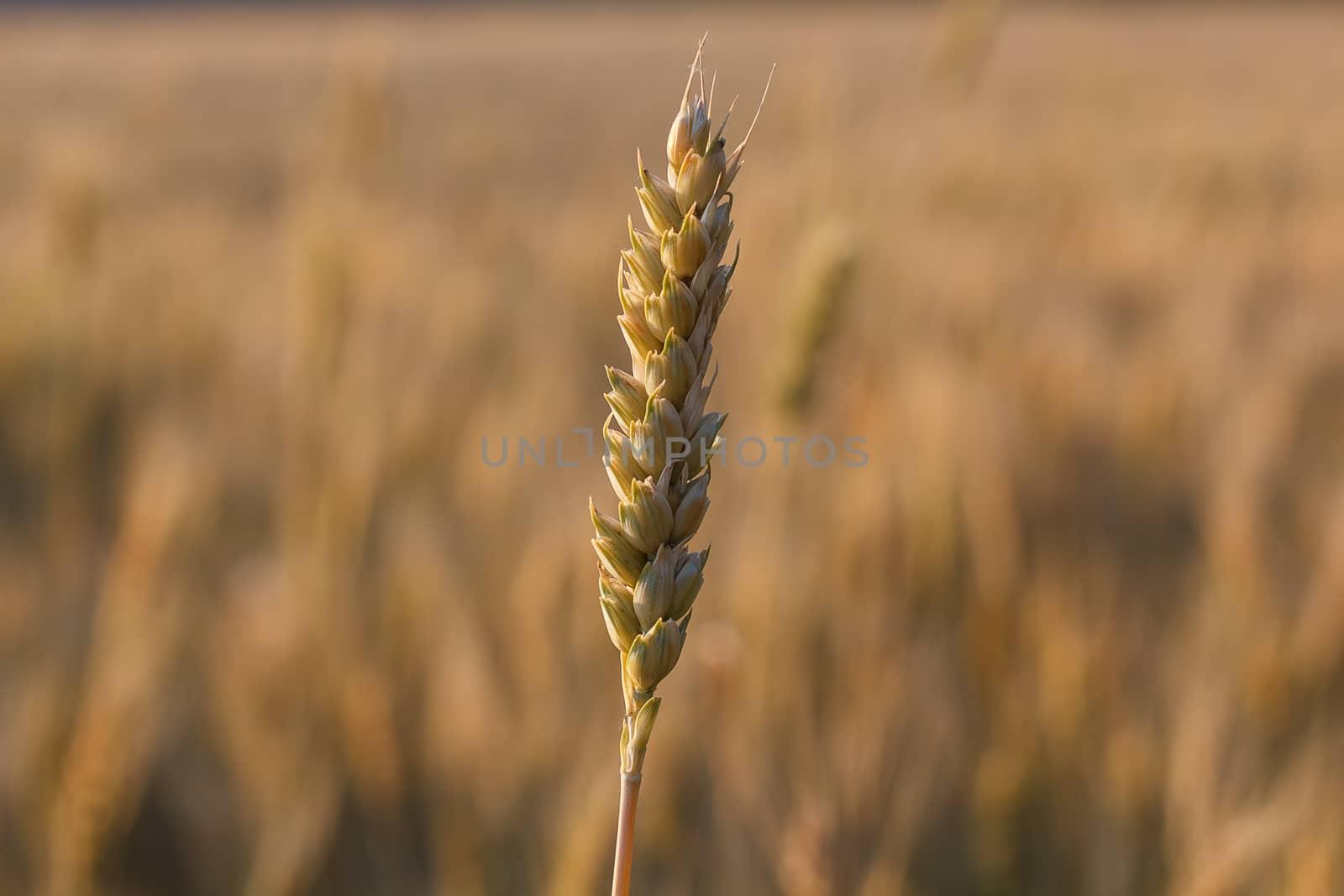 Photograph on the field of ripe golden wheat.