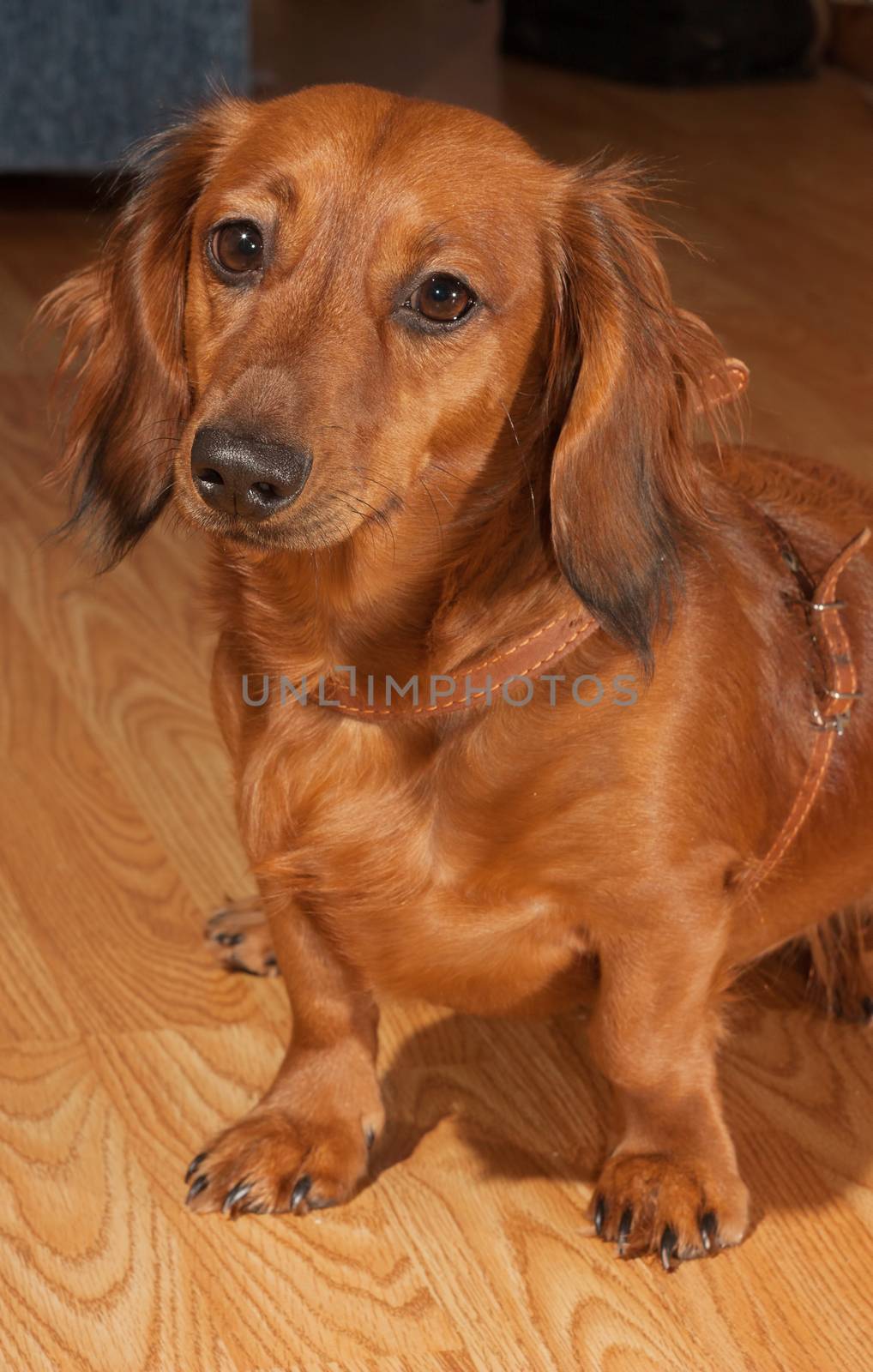 Ginger dachshund is on the woods.