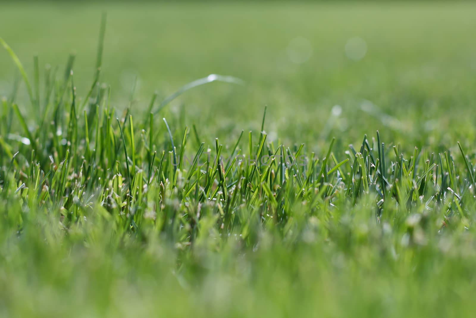 The photos are beautiful, green, bright plants in daylight.
