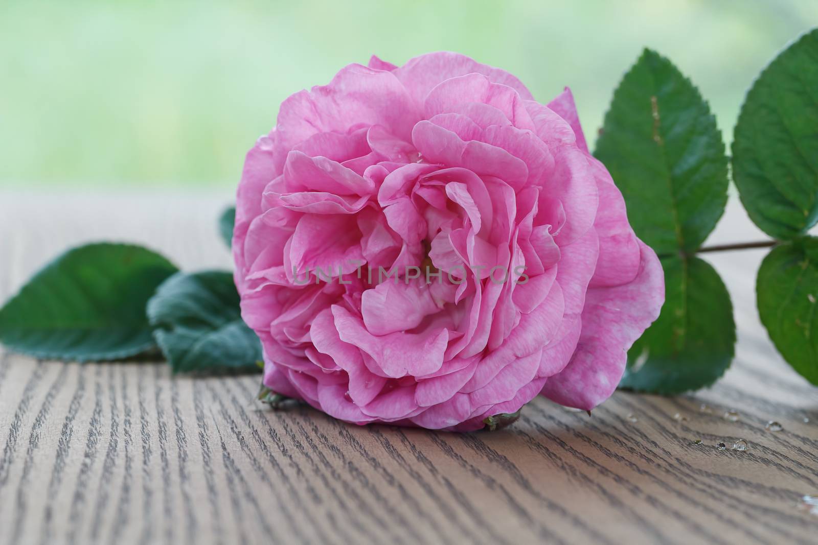 Beautiful pink tea rose on a wooden background.