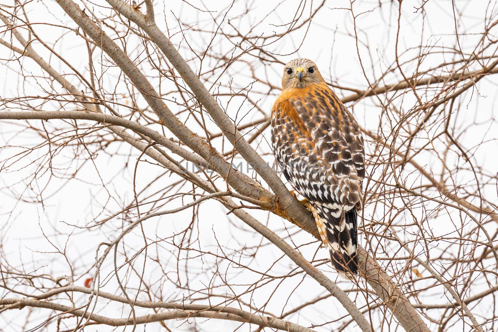 California Red Hawk Watching From the Tree.