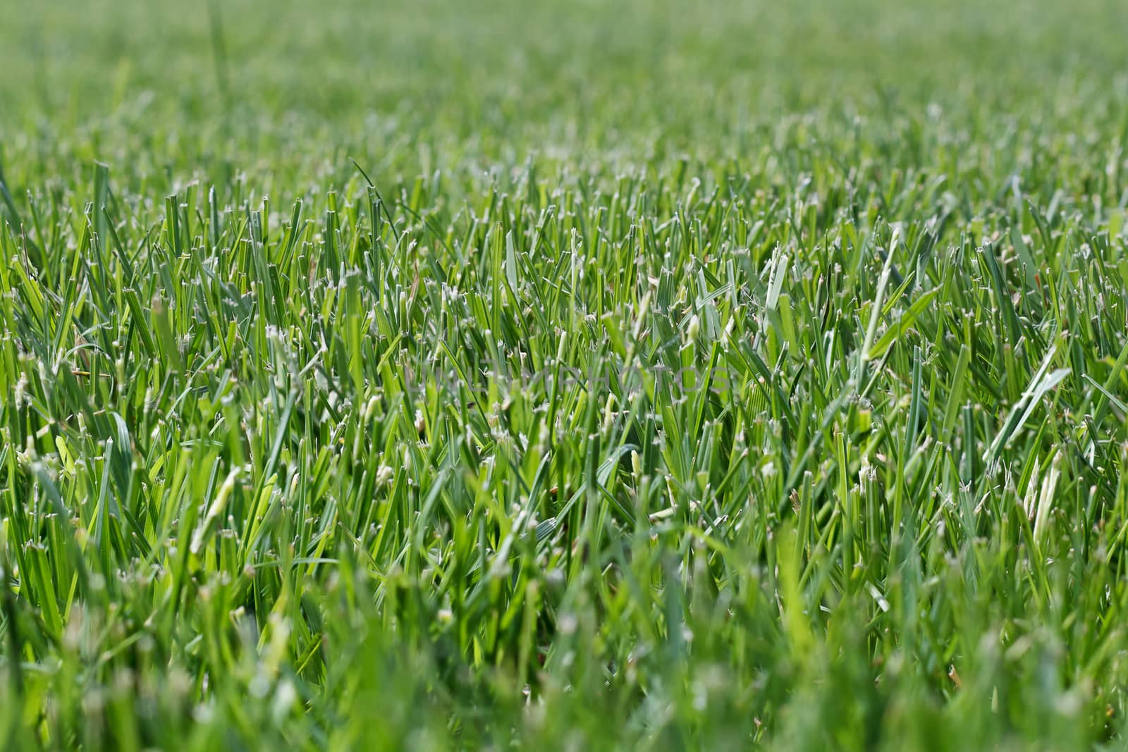 The photos are beautiful, green, bright plants in daylight.
