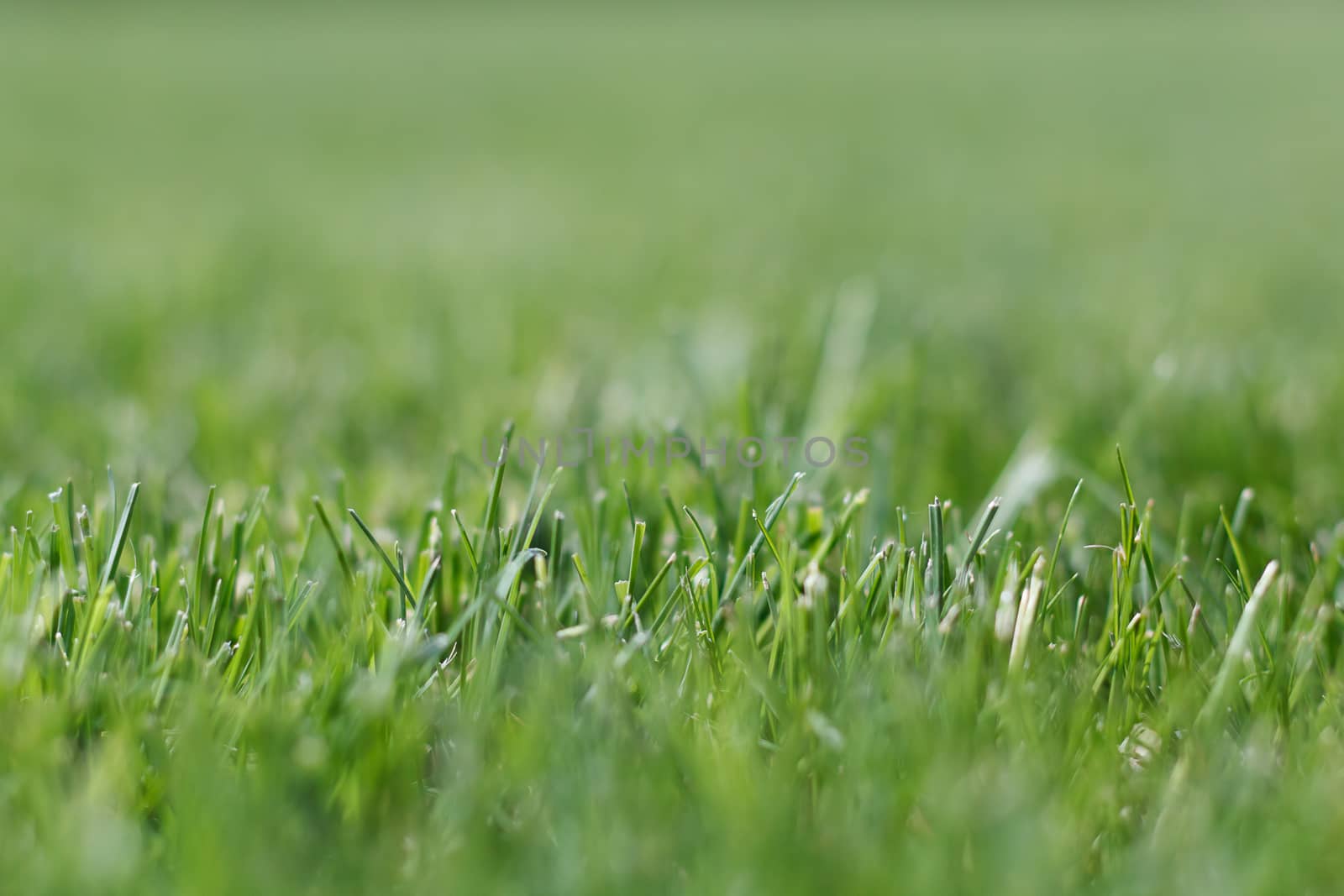 The photos are beautiful, green, bright plants in daylight.
