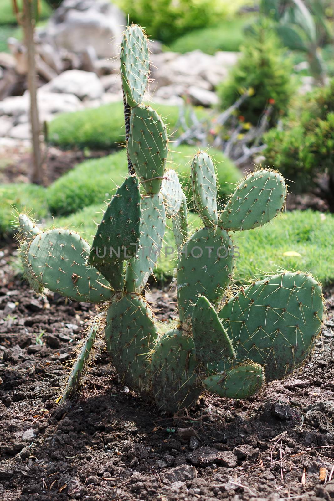 Green cactus in the desert.