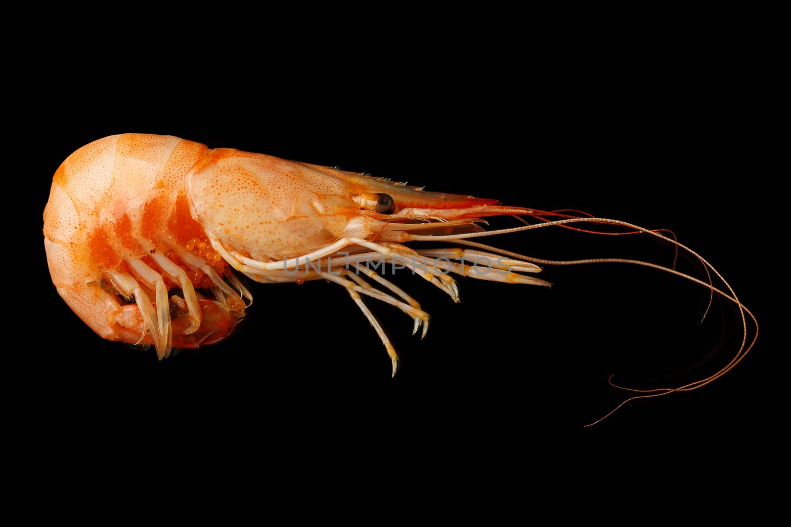 Cooked, unpeeled shrimp on a black background