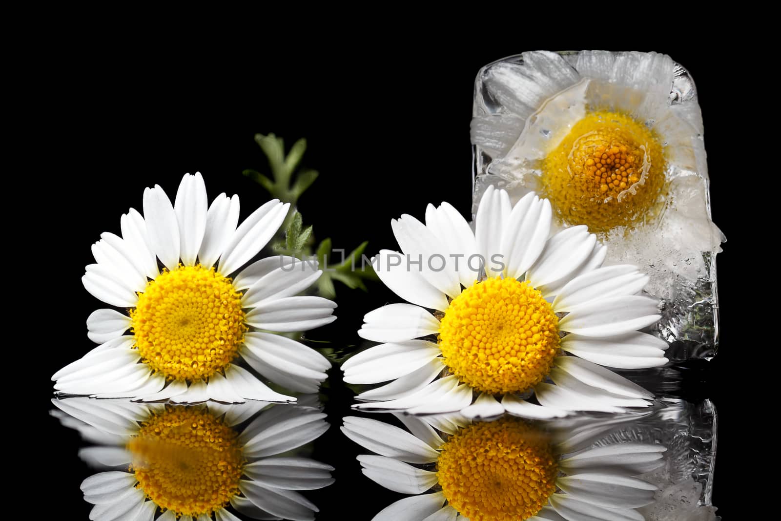 Chamomile frozen in ice cube on a black background.