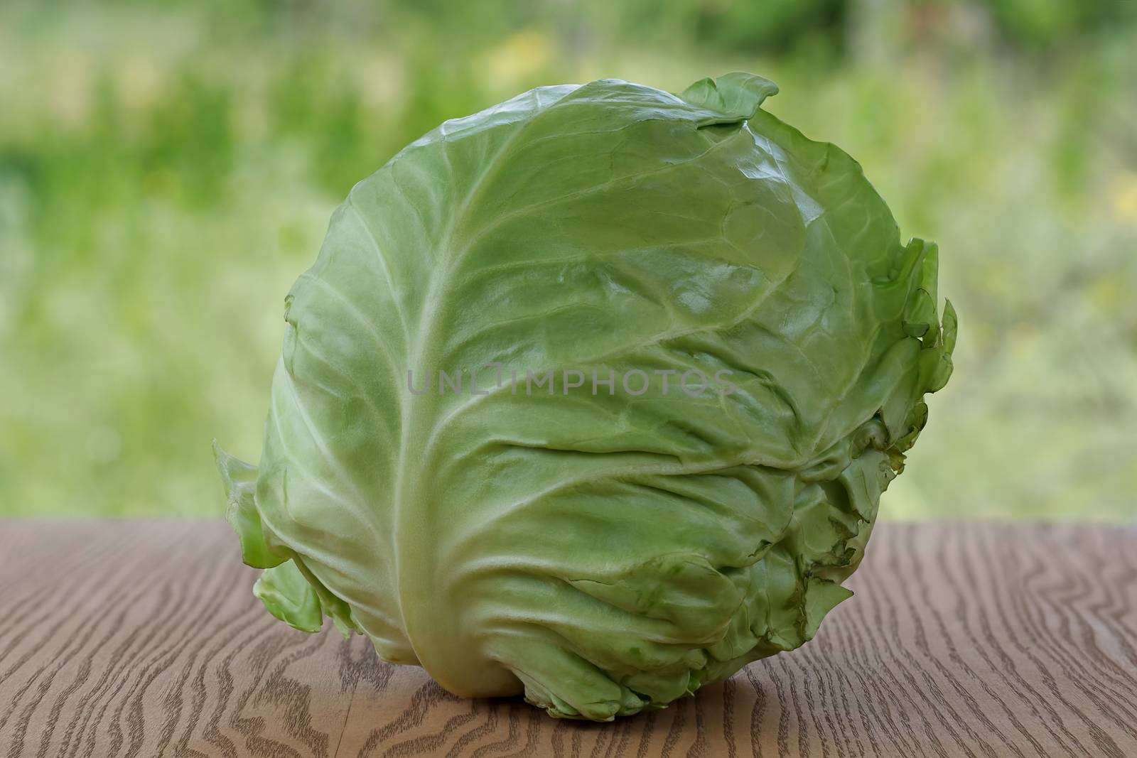 One juicy cabbage on wooden background.