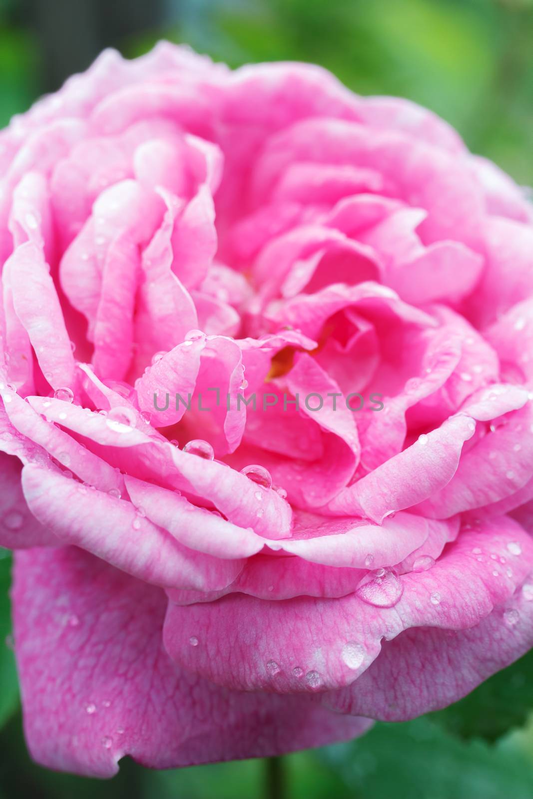 Beautiful pink tea rose with water droplets.