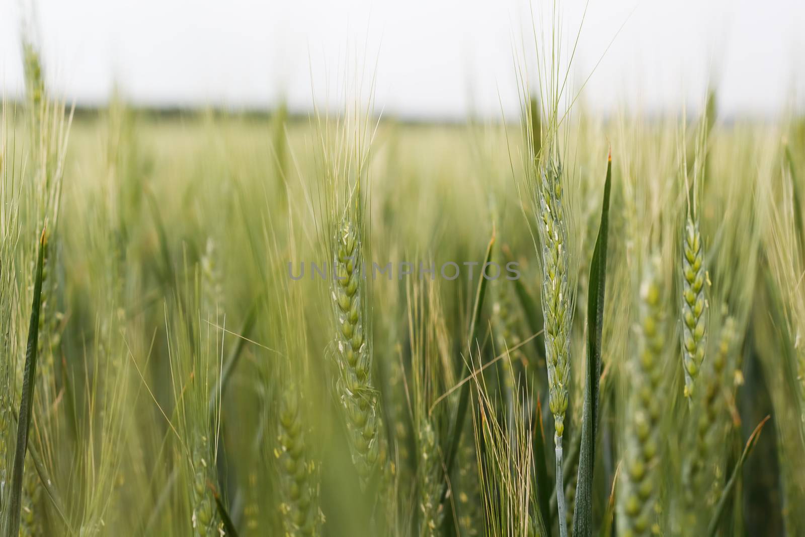green wheat field by baronvsp