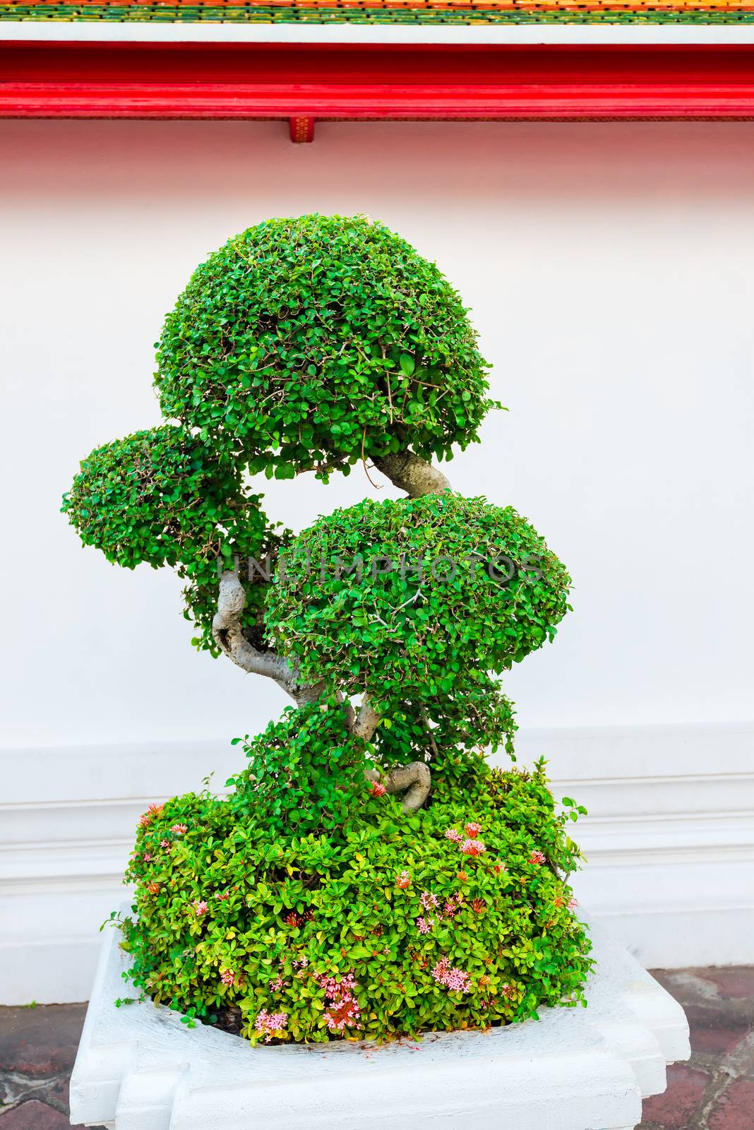 green decorative tree near the white wall in the city by kosmsos111