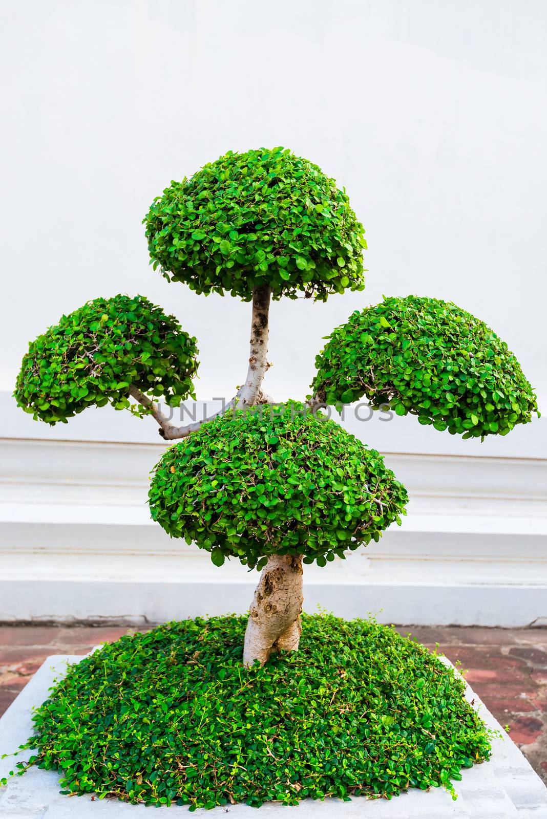 small ornamental trimmed tree in a pot on the street of Thailand