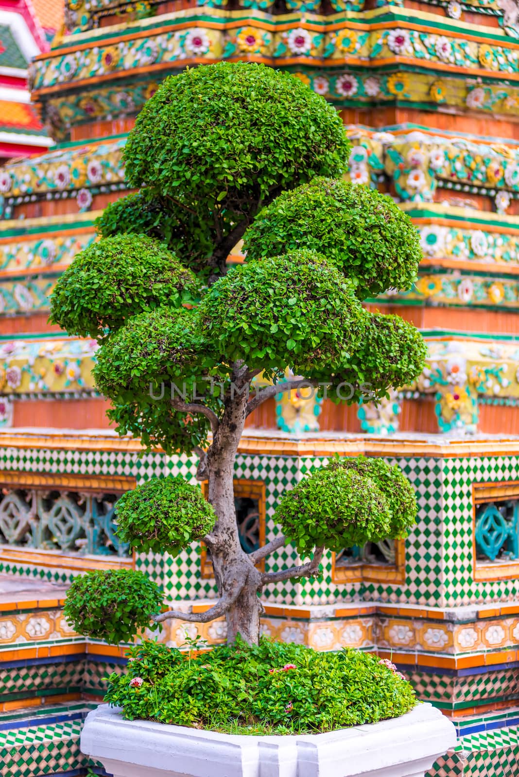 a small beautiful tree growing near a temple in Thailand