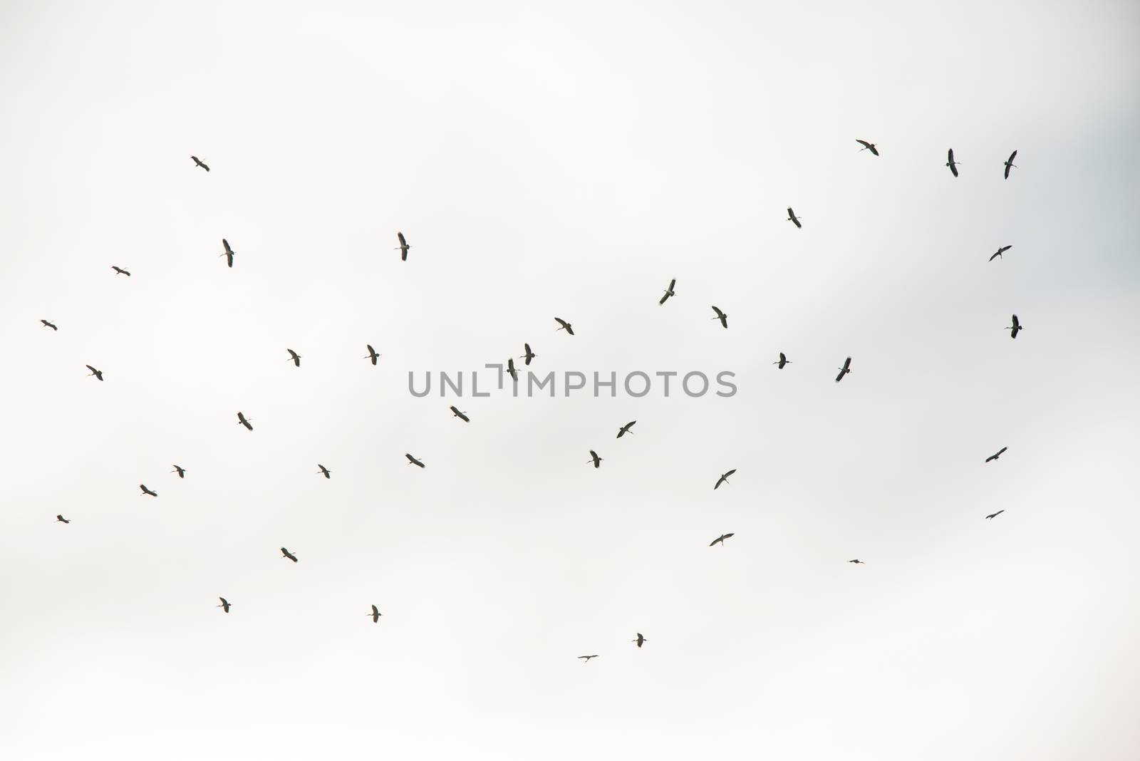 flocks of birds flying in the sky
