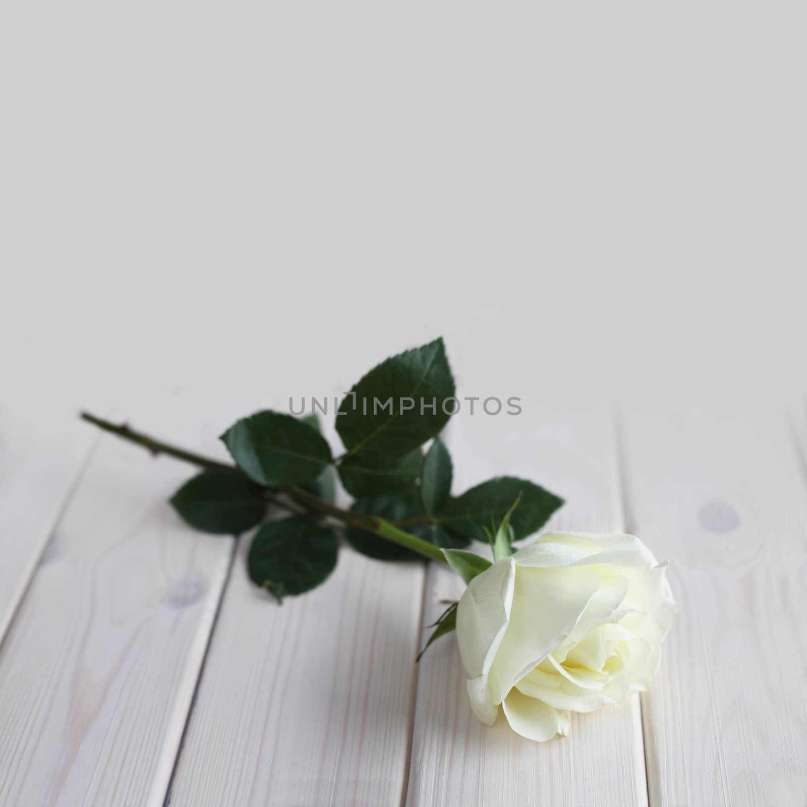 White rose on wood background by destillat