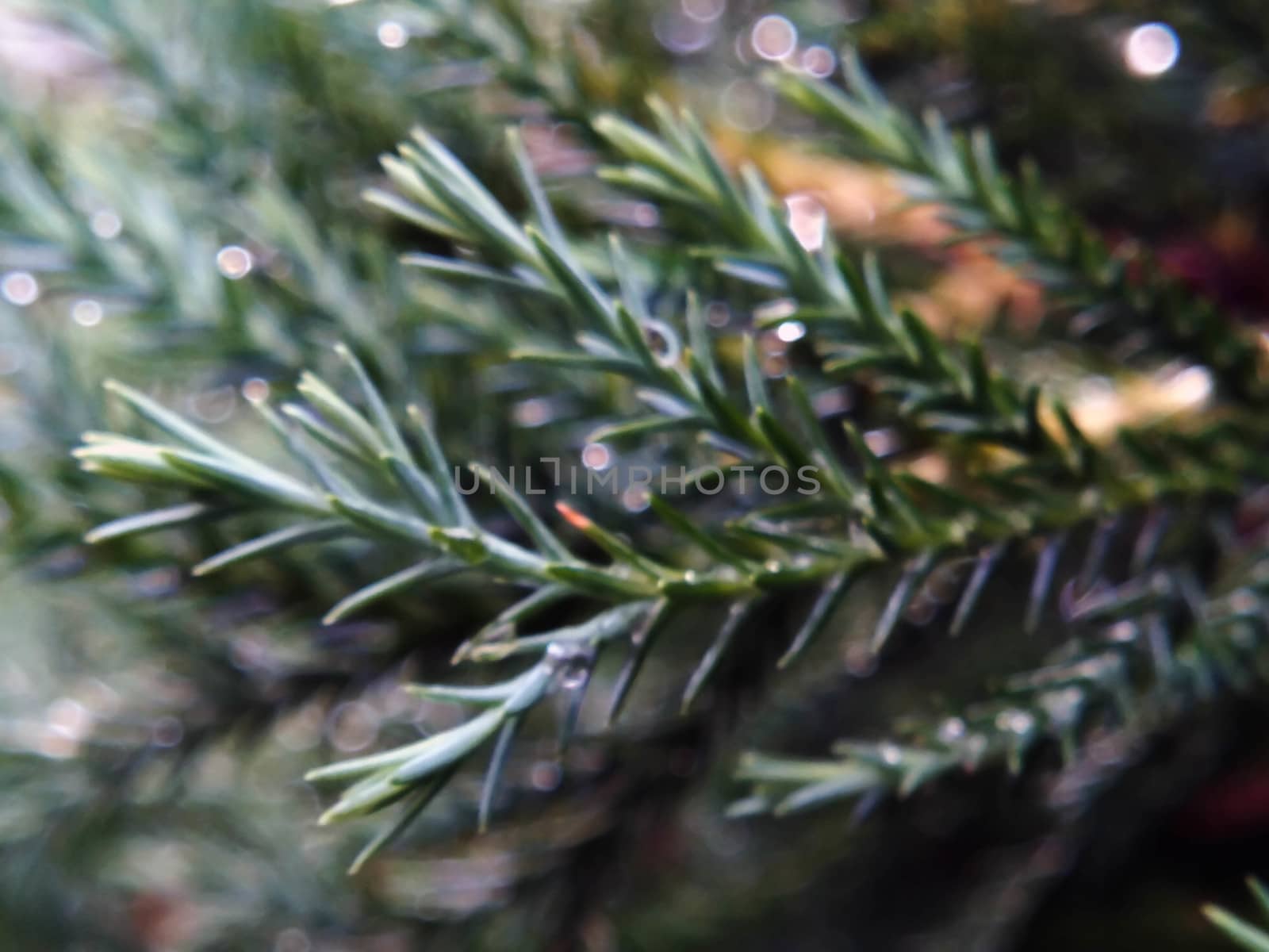 Pine leaves are wet, rain water drops