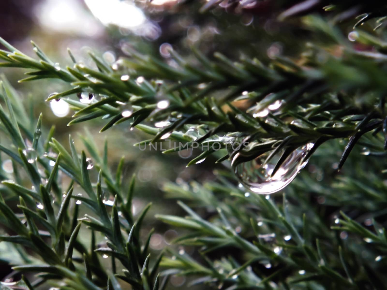 Pine leaves are wet, rain water drops by STZU