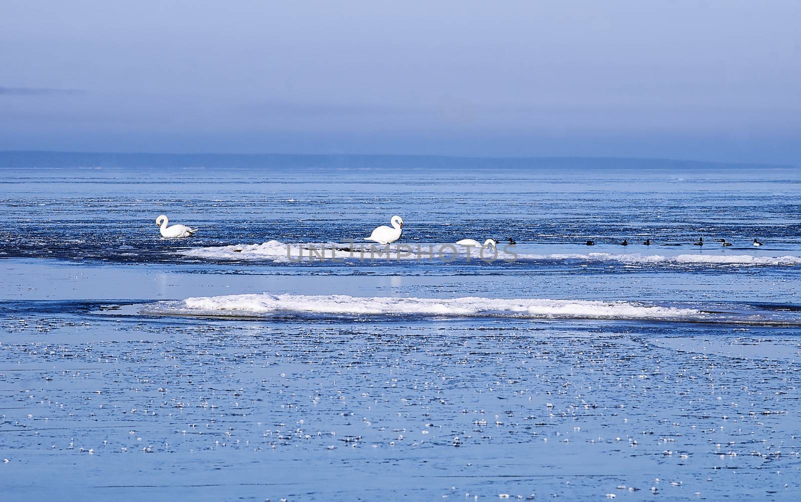 Swans in the ice floes  by helga_preiman