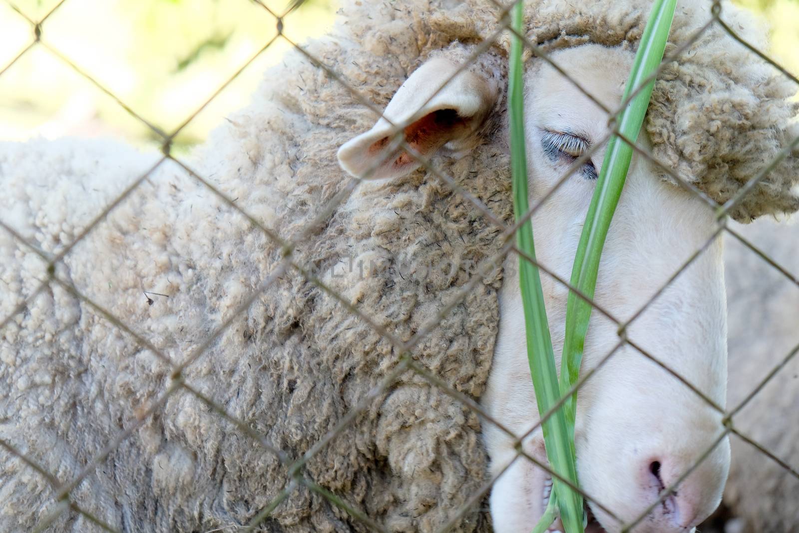 Sheep grazing in the farm