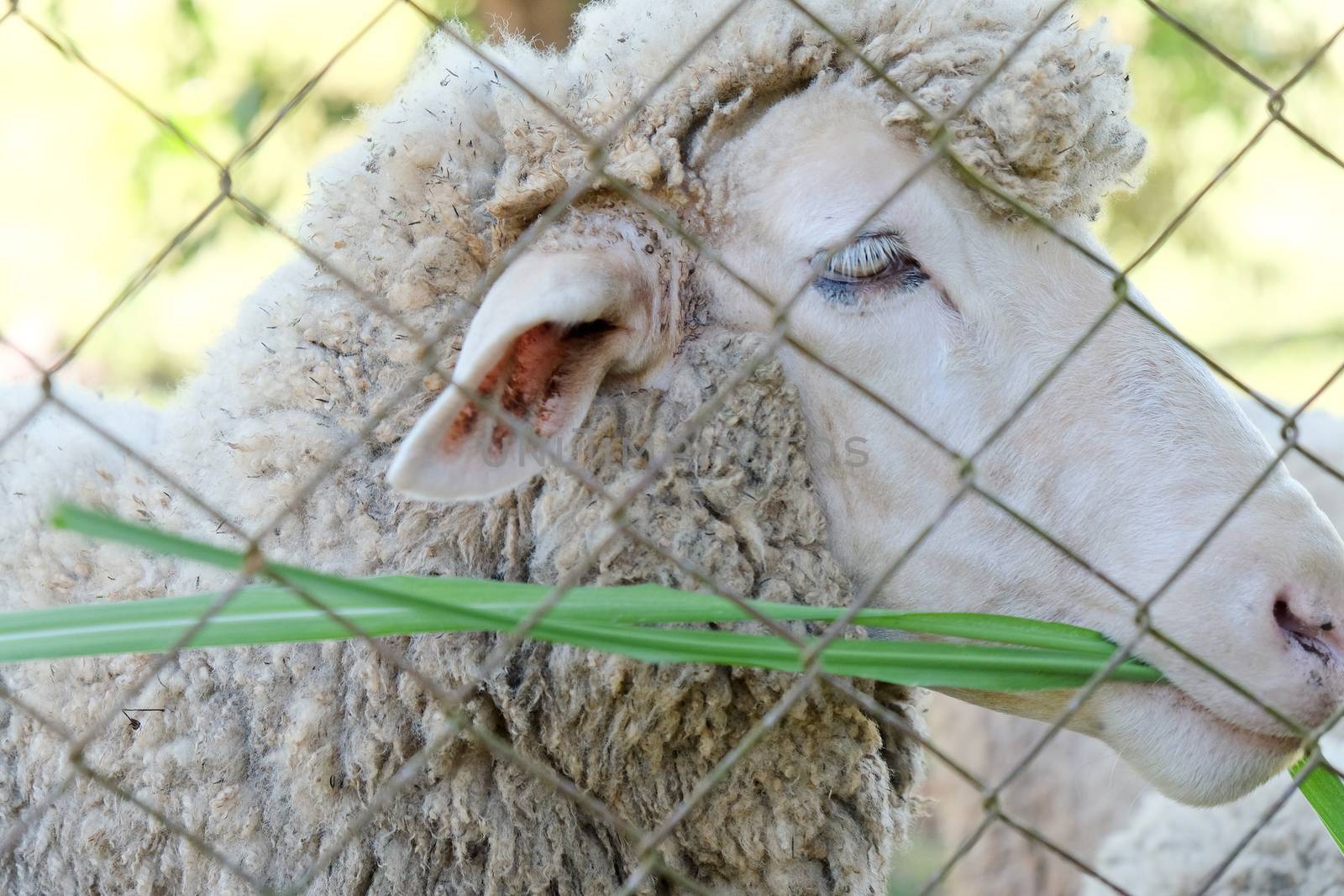 Sheep grazing in the farm