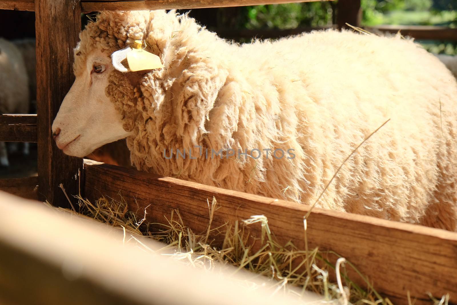 Sheep grazing in the farm