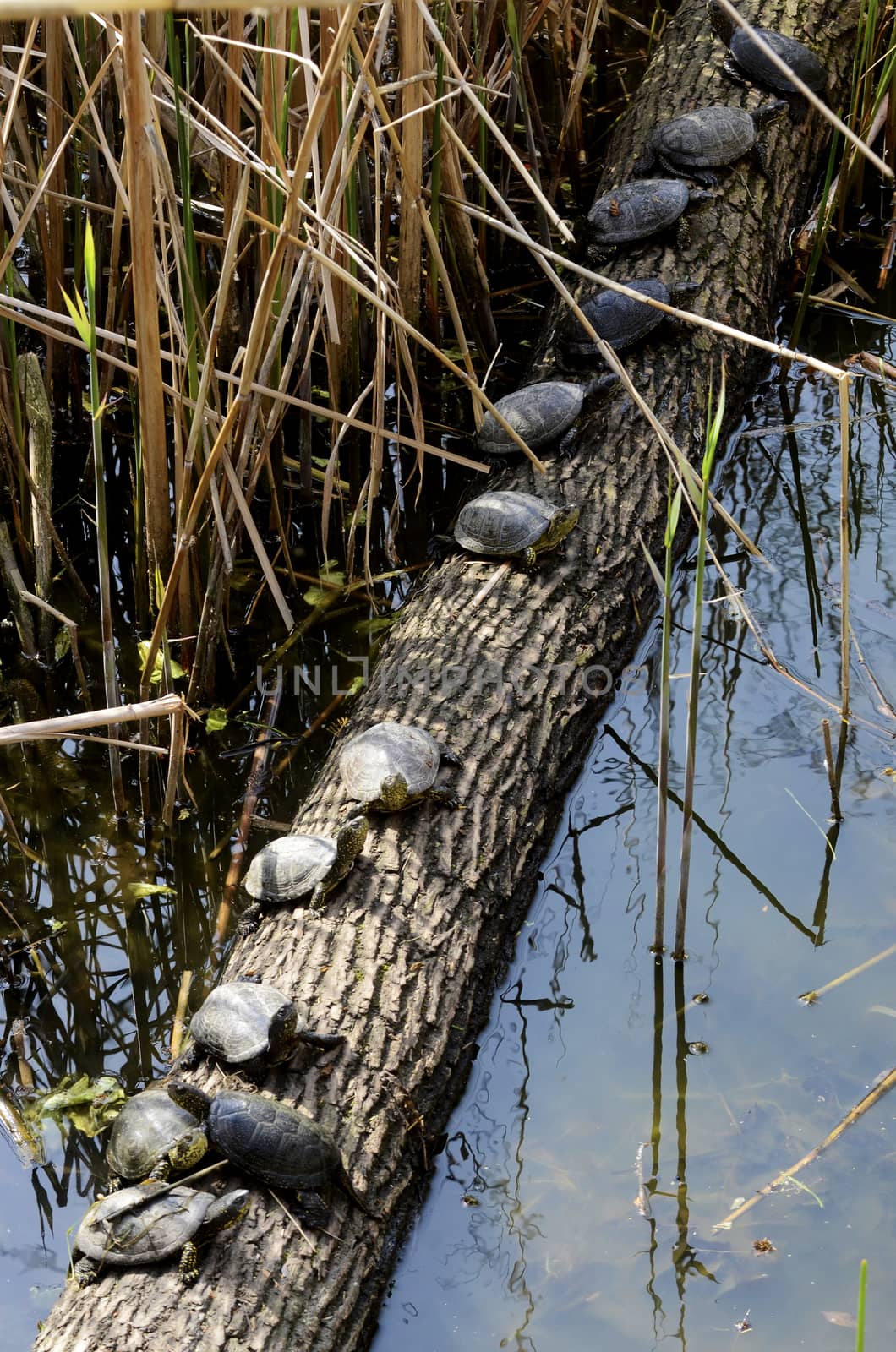 Sunbathing turtles near pond on spring day