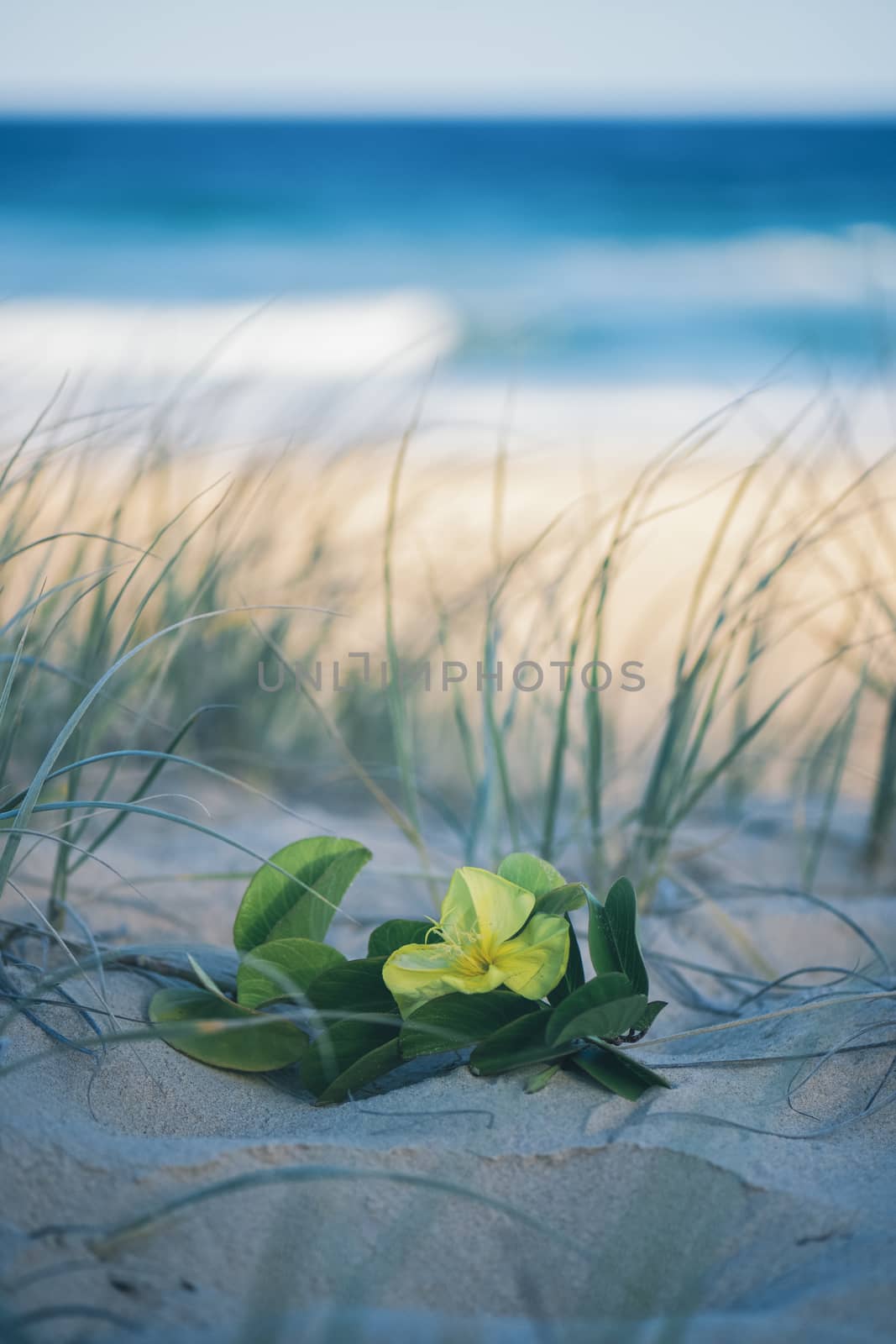 Sunshine beach at Noosa, Sunshine Coast by artistrobd