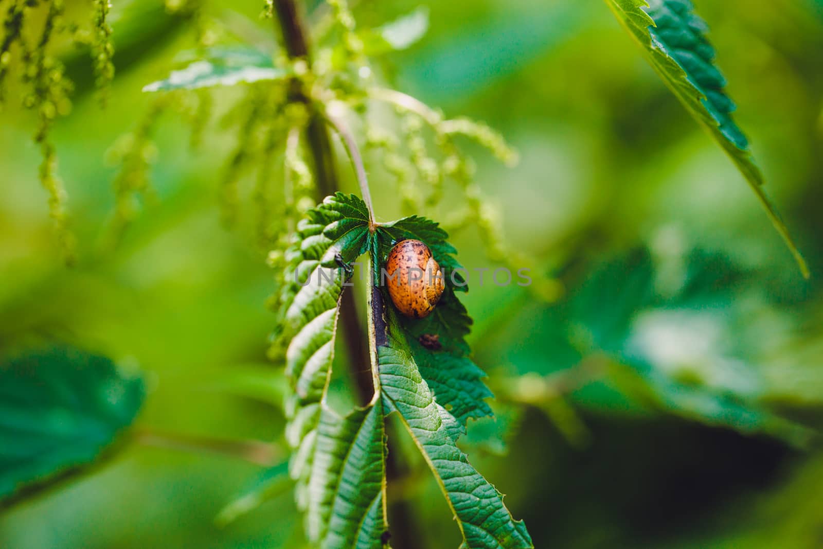 snail in the forest on the green leaf. Selective focus by boys1983@mail.ru