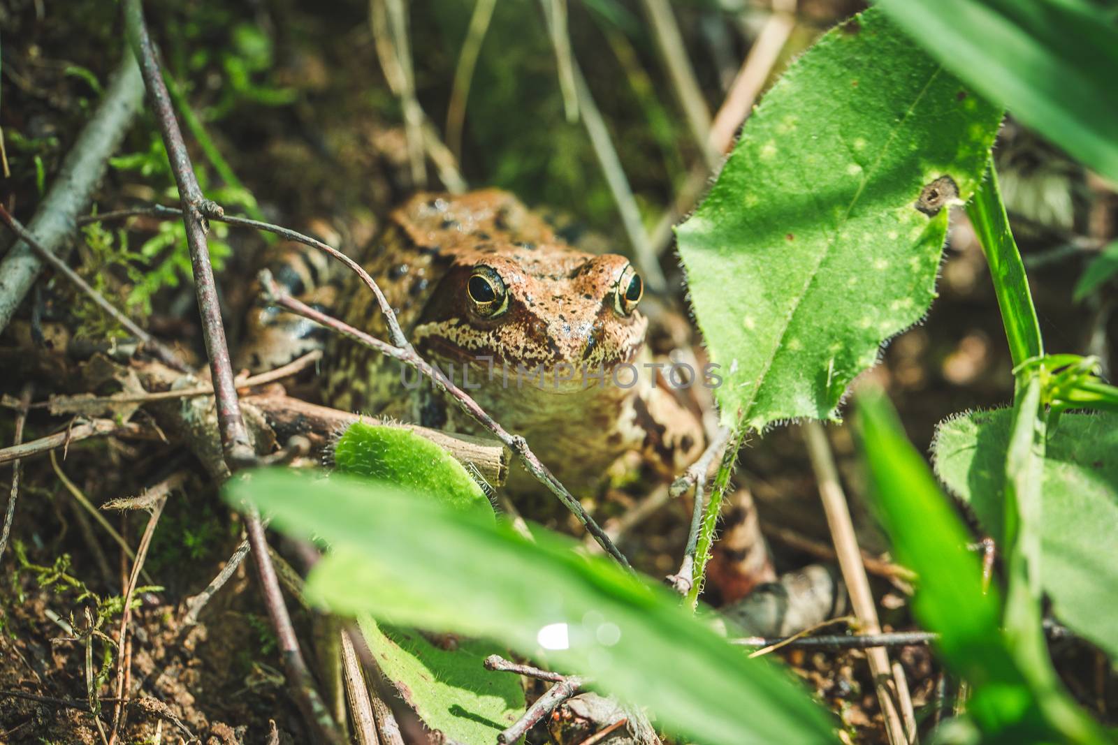 brown frog on vacation in the nature in the woods