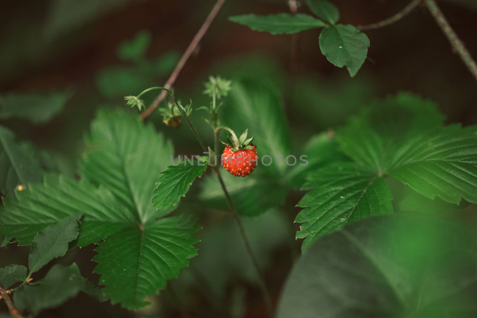 Closeup of red wild strawberry in the forest among green grass and leaves by boys1983@mail.ru