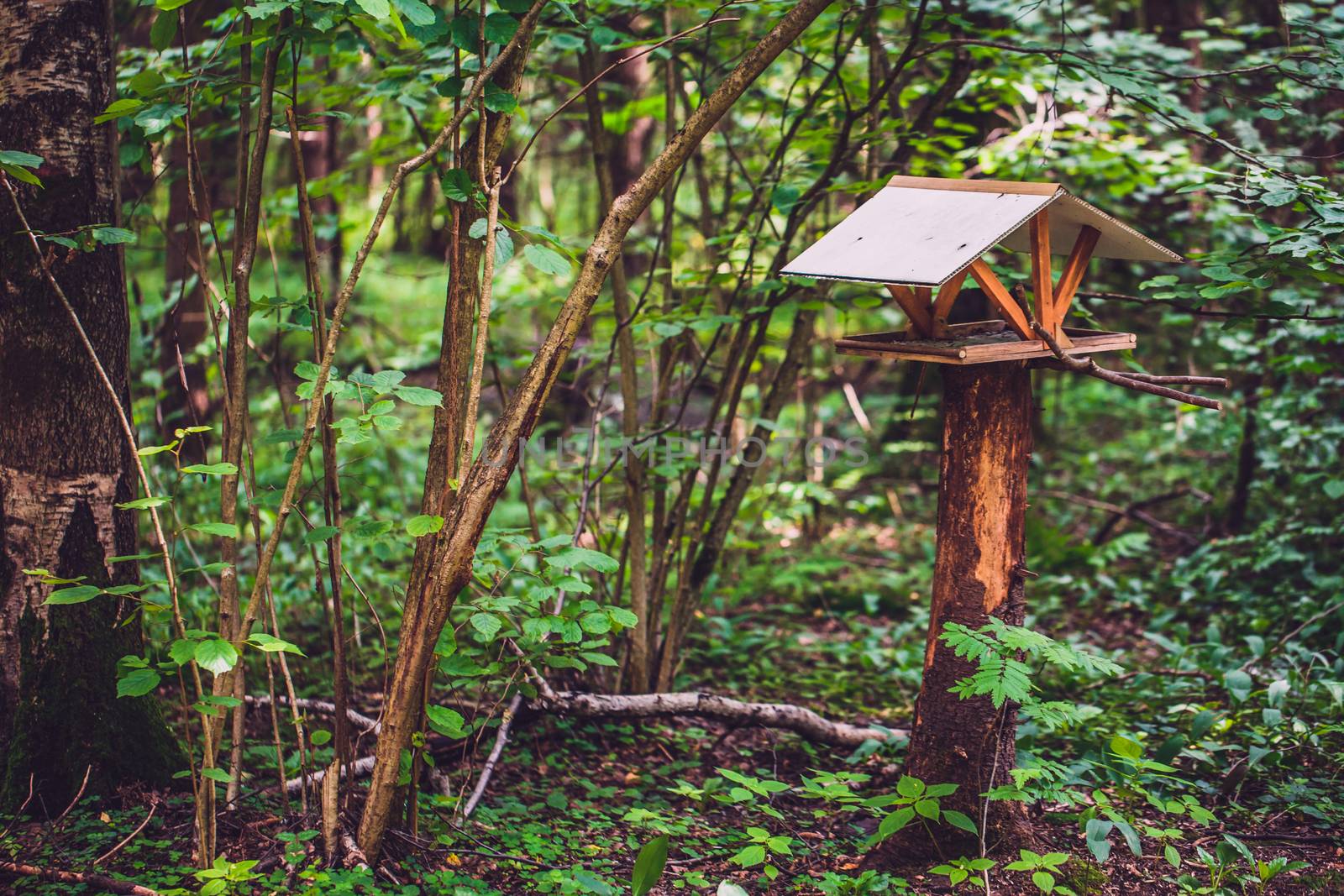 Feeder for squirrels and birds in the woods. by boys1983@mail.ru