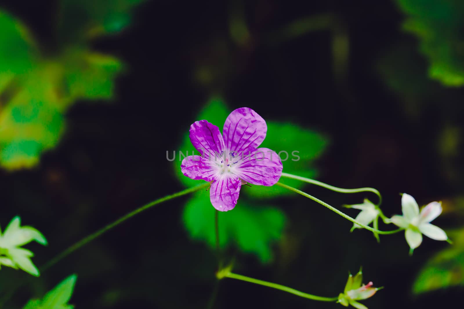 beautiful forest purple flower closeup