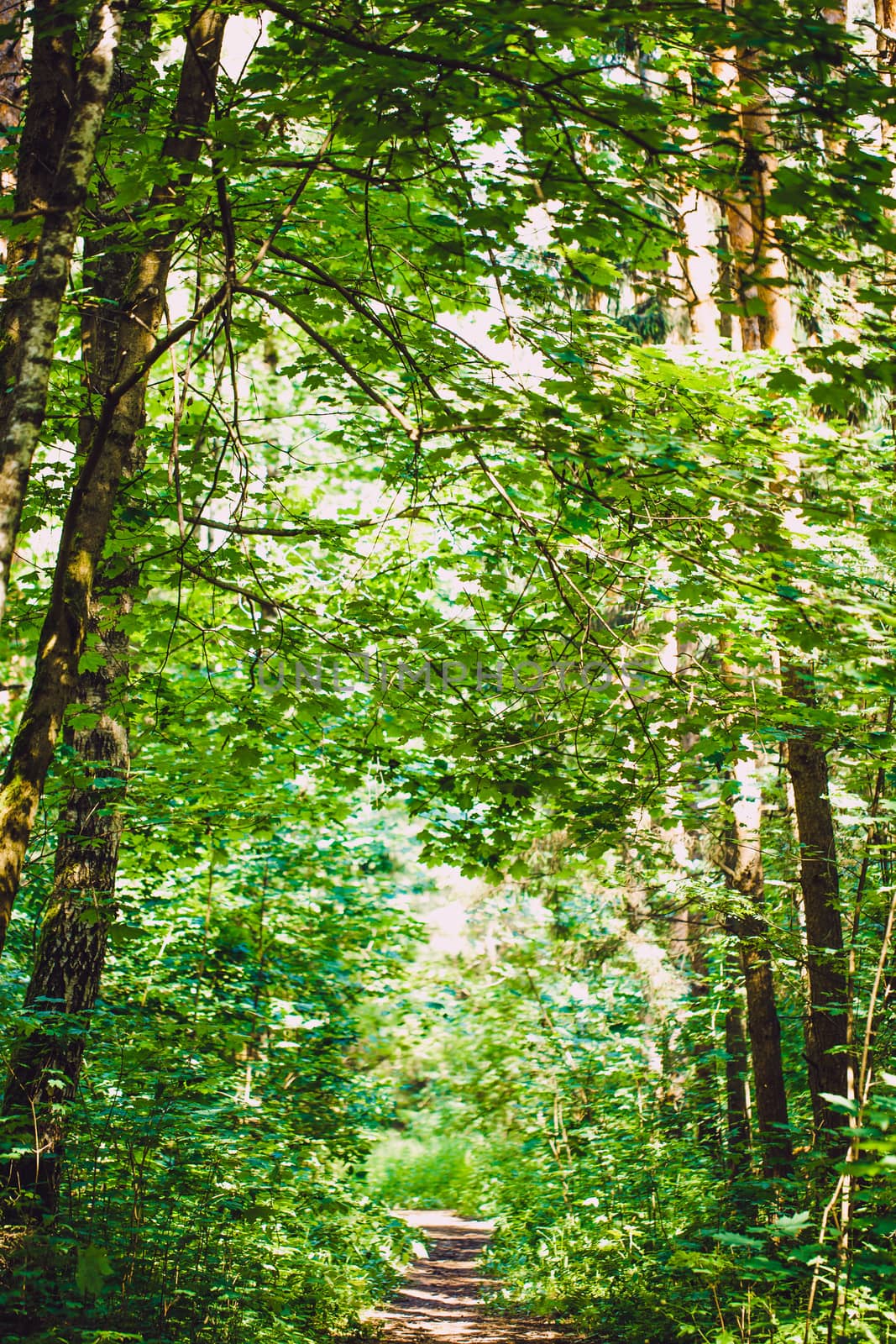 The path in the woods. Tropical forest