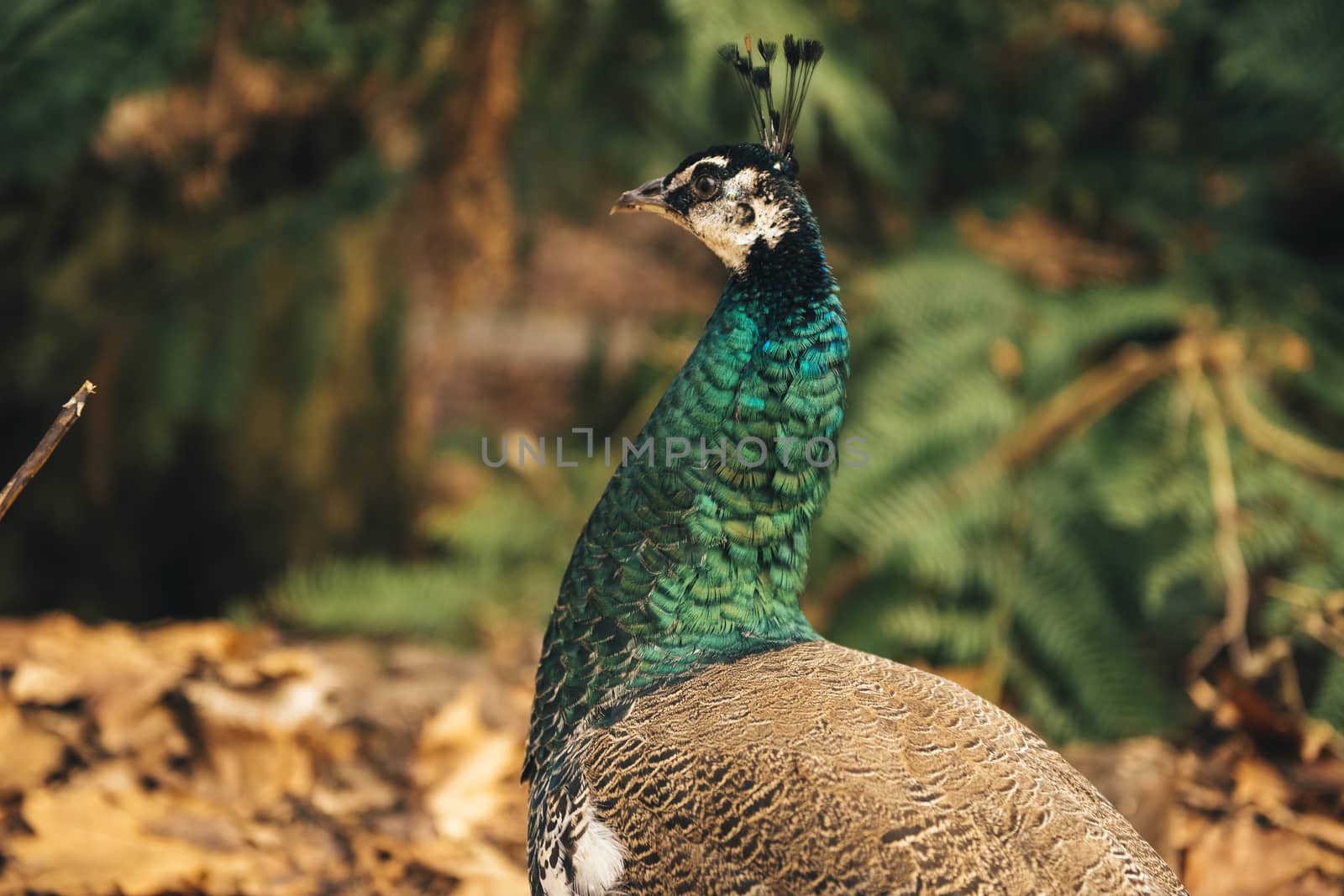 Colourful peacock outdoors during the daytime amongst nature.