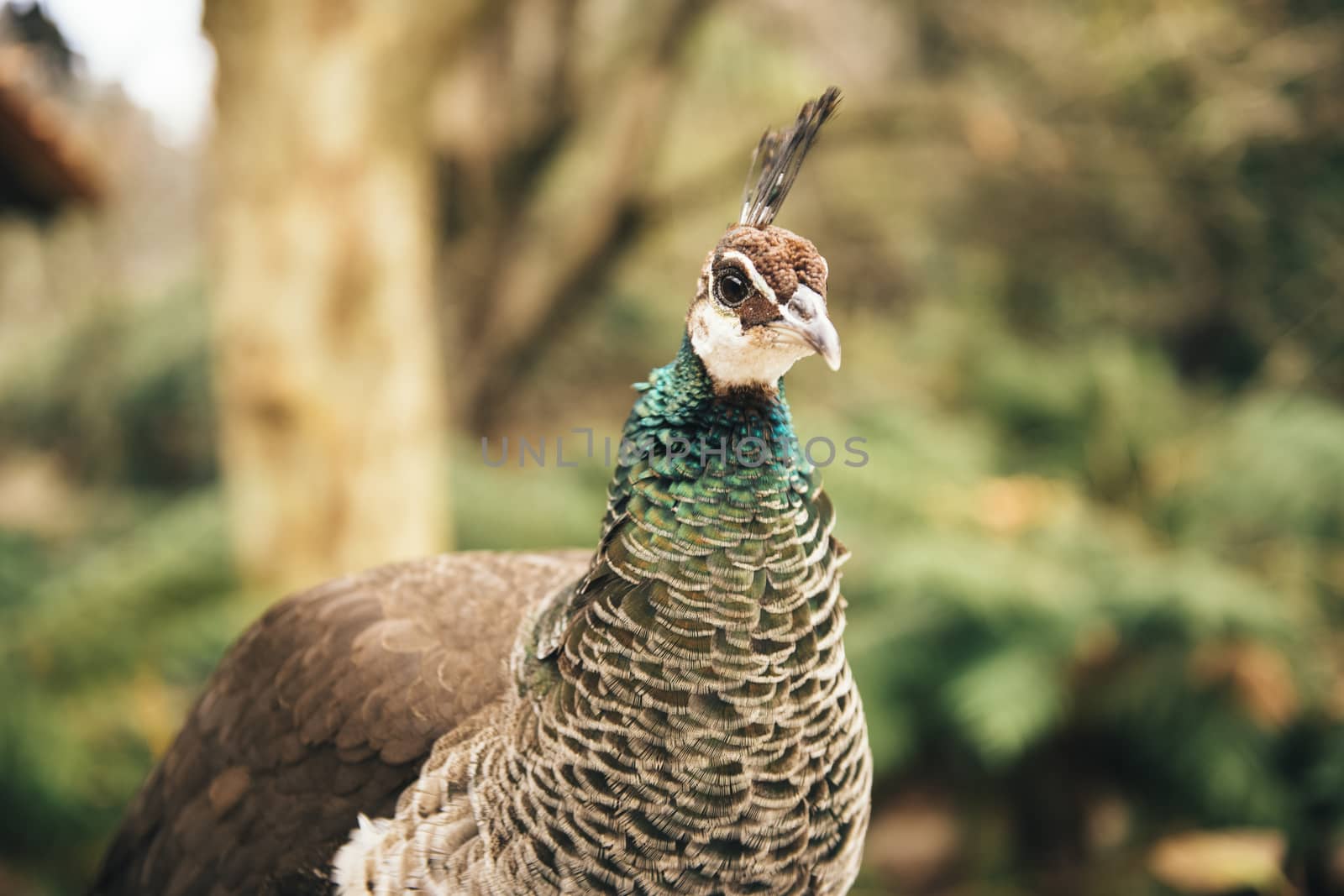 Colourful peacock outdoors during the daytime amongst nature.