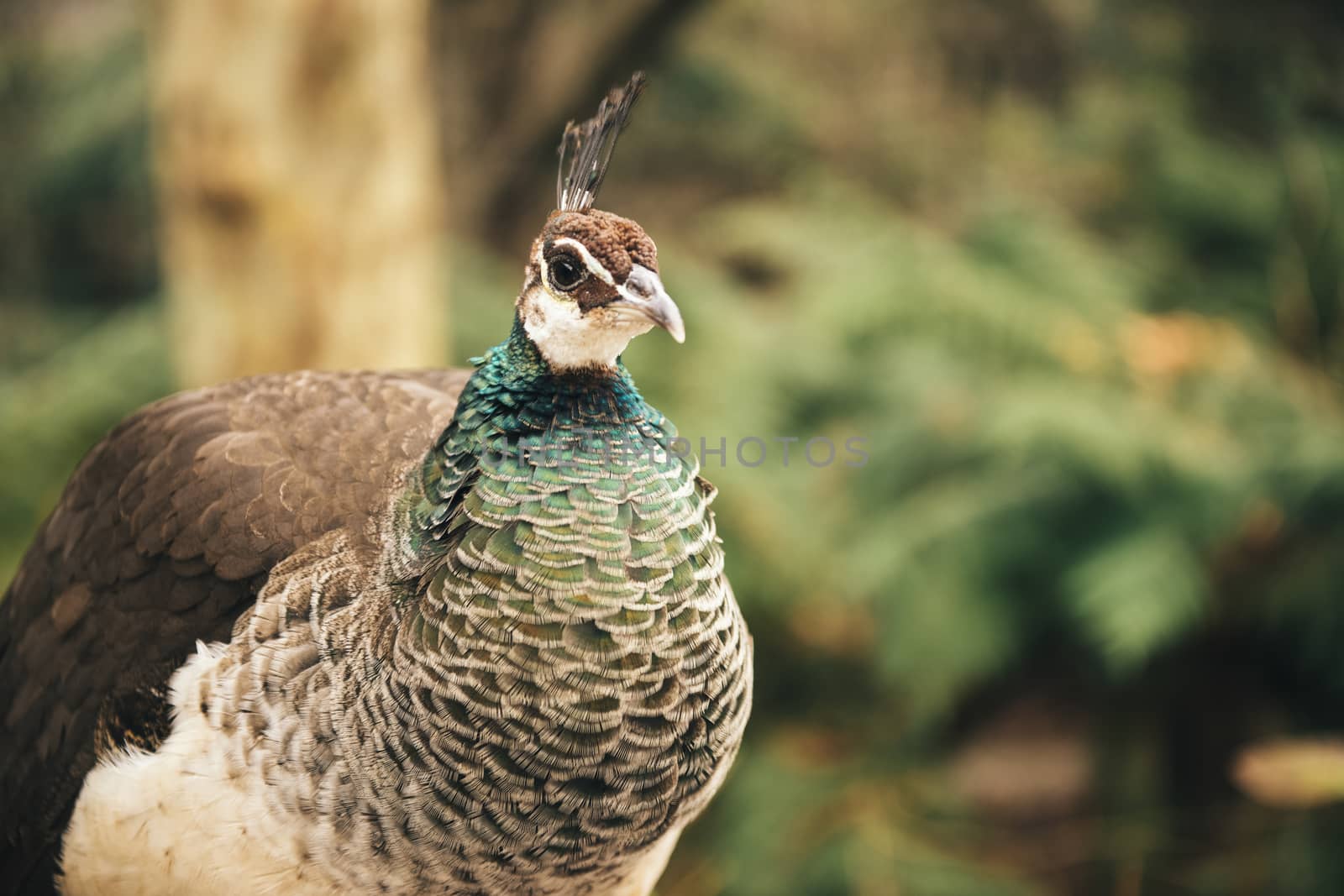 Colourful peacock outdoors during the daytime amongst nature.