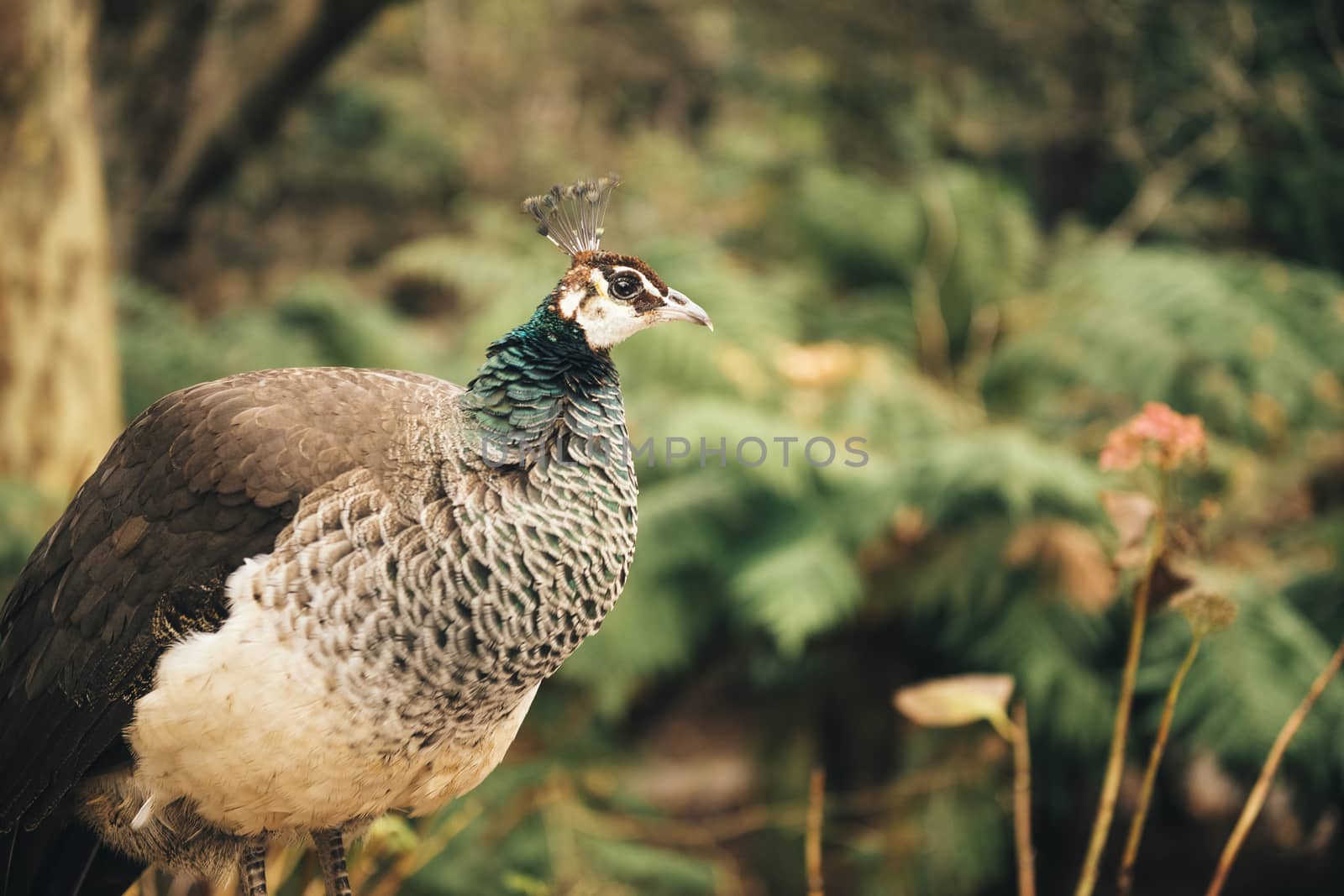 Colourful peacock outdoors during the daytime amongst nature.