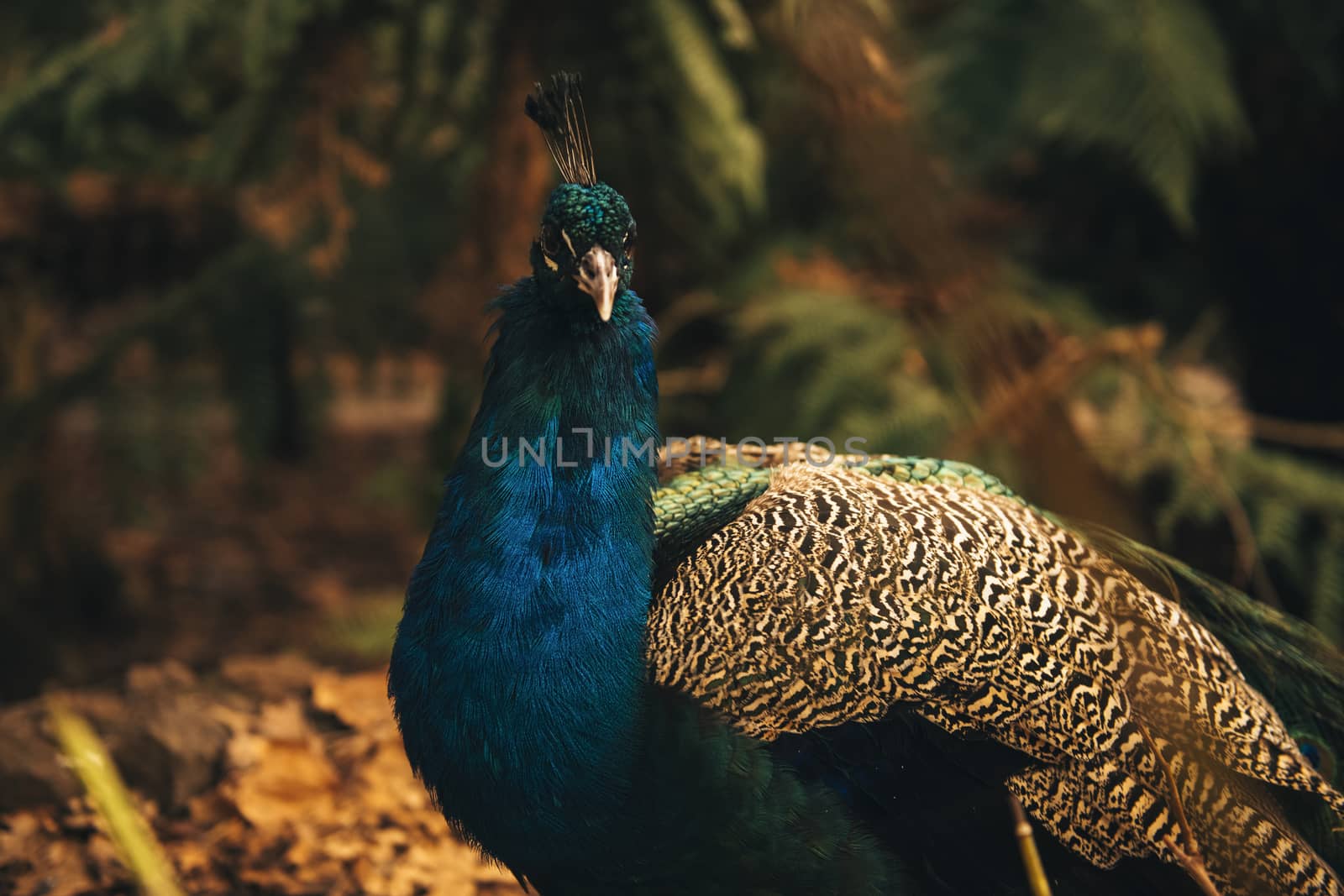 Colourful peacock outdoors during the daytime amongst nature.