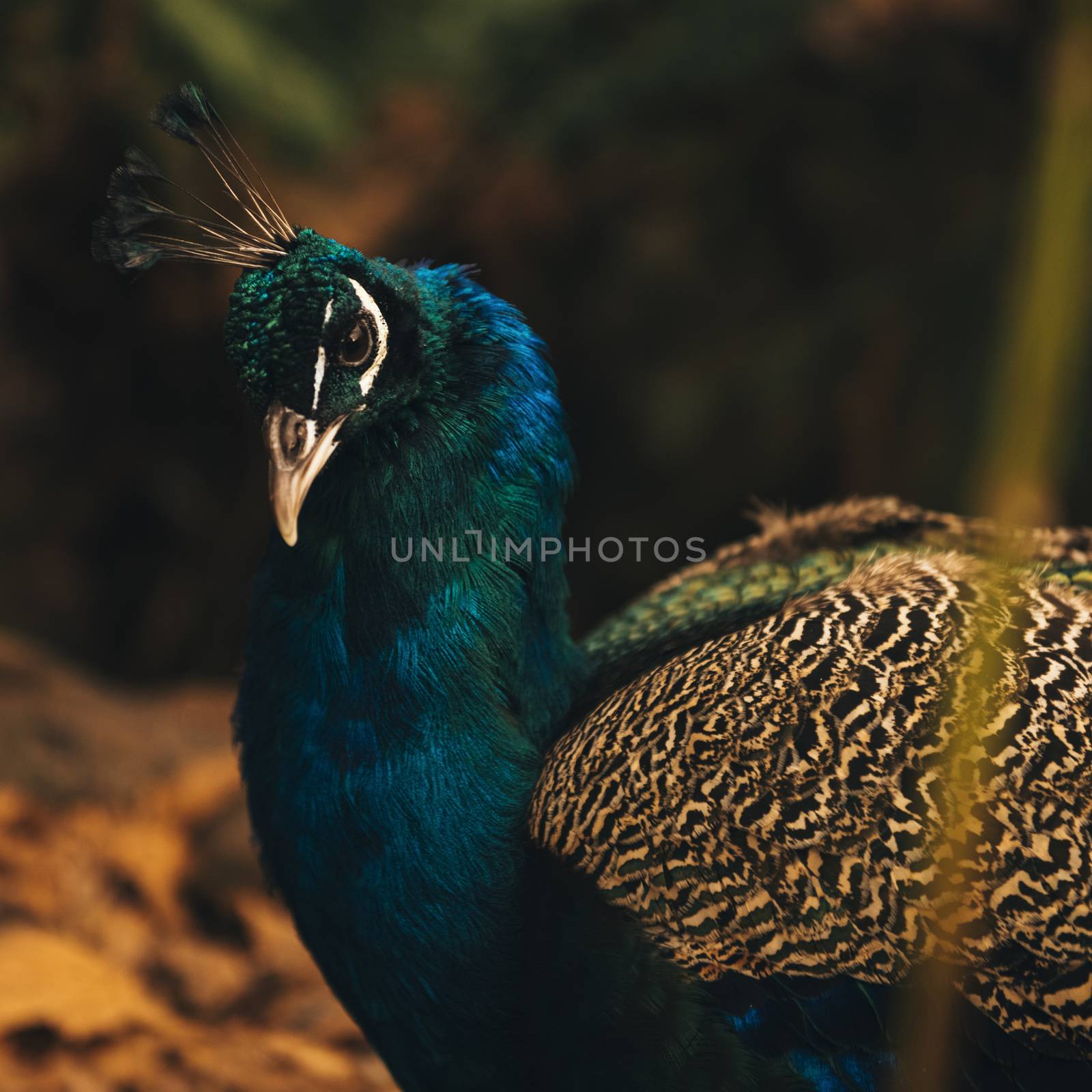 Beautiful colourful peacock outdoors in the daytime. by artistrobd