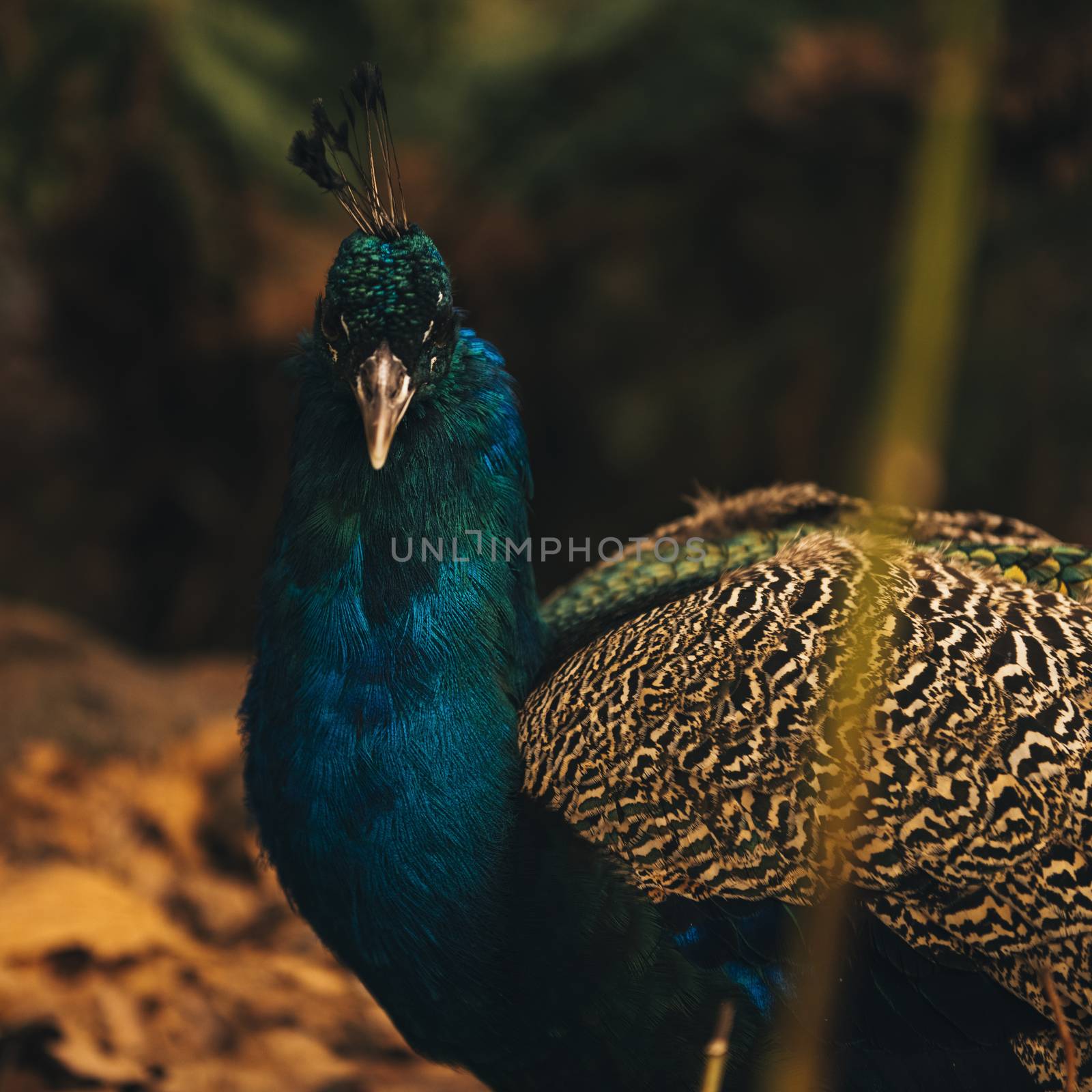 Colourful peacock outdoors during the daytime amongst nature.