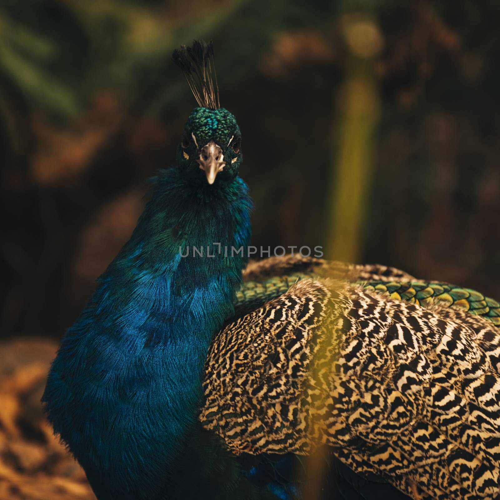 Beautiful colourful peacock outdoors in the daytime. by artistrobd