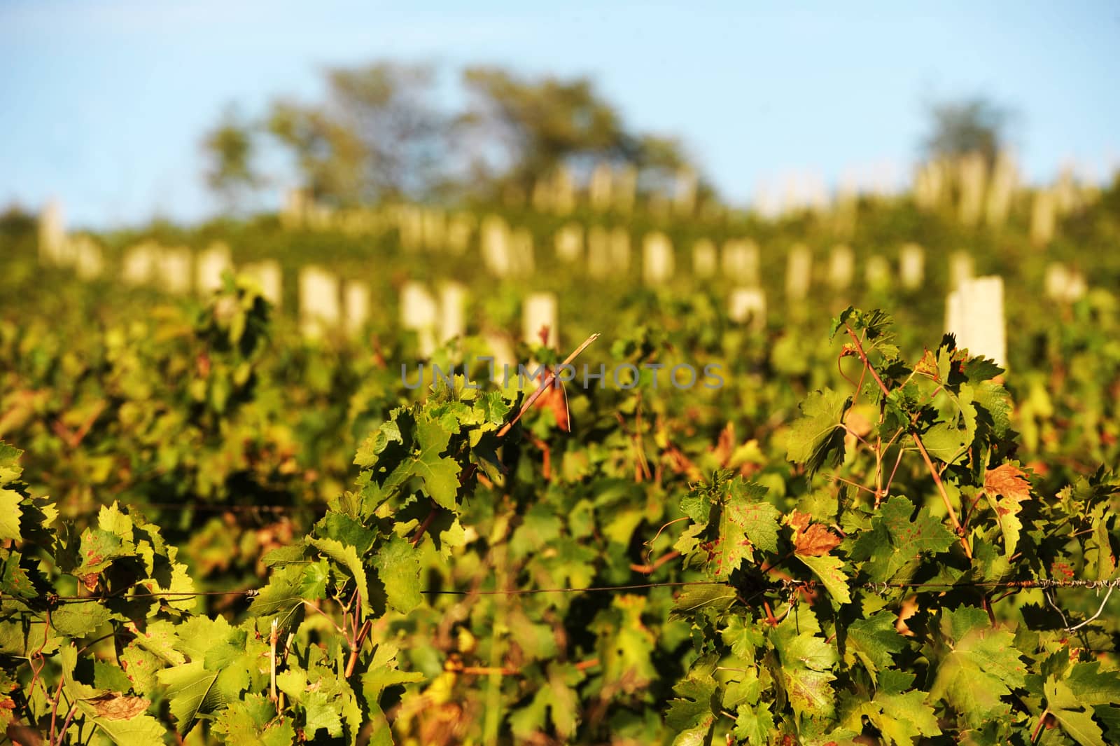 Panoramic view of vineyard on beautiful autumn day