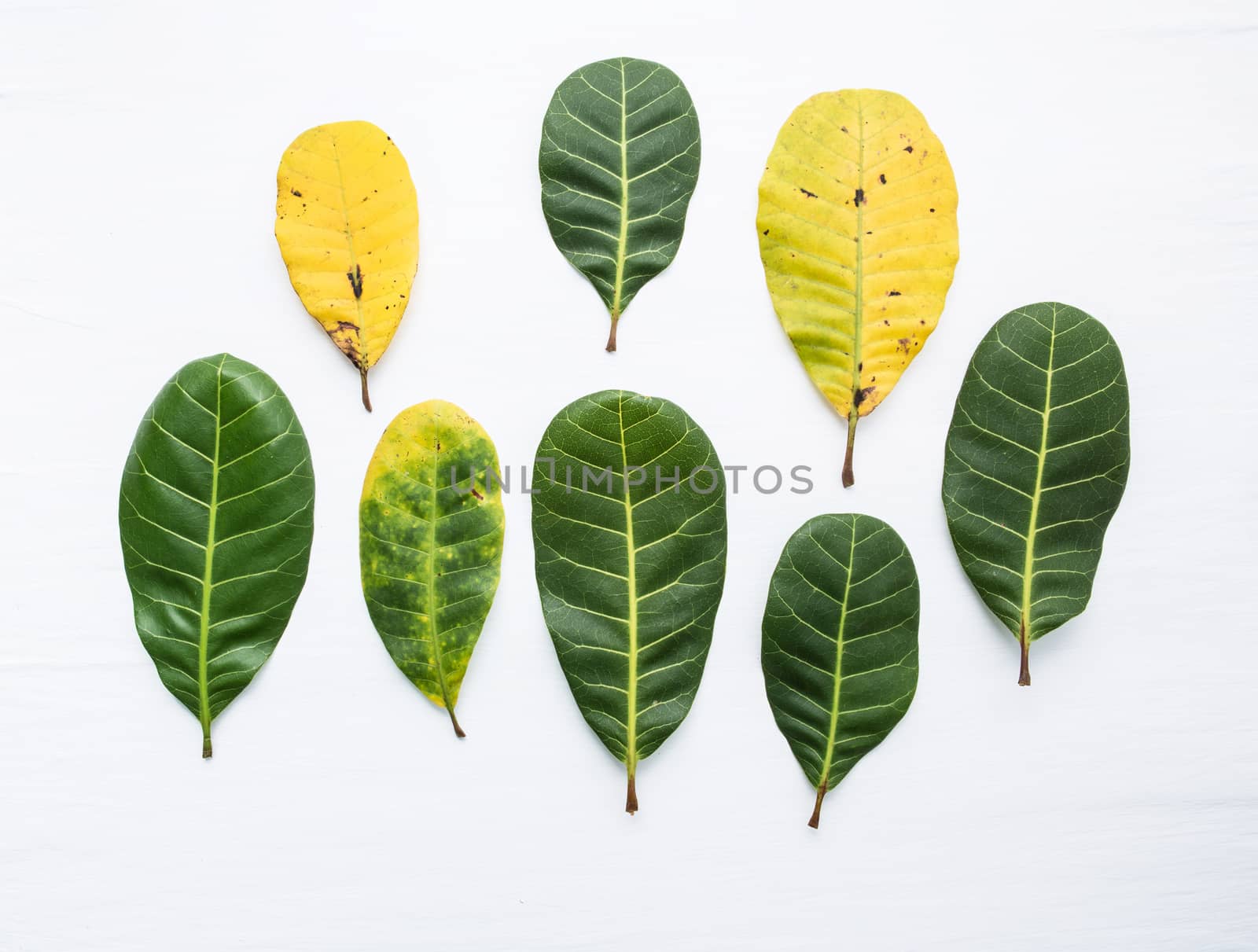Green and yellow leaves of  Cashew on white background. With copy space. isolate