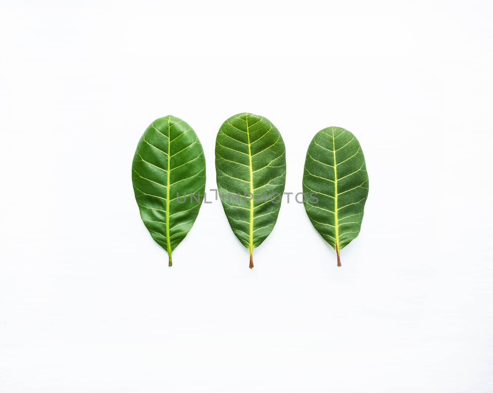 Green leaves yellow veins of  Cashew on white wooden background and copy space.