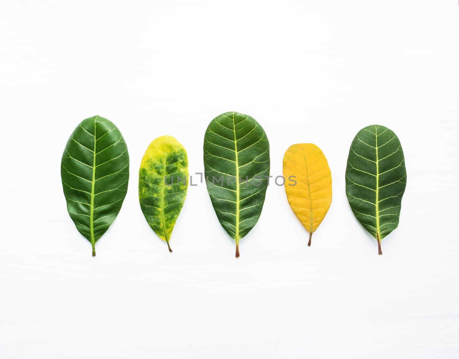 Green and yellow leaves of  Cashew on white background. With copy space. isolate