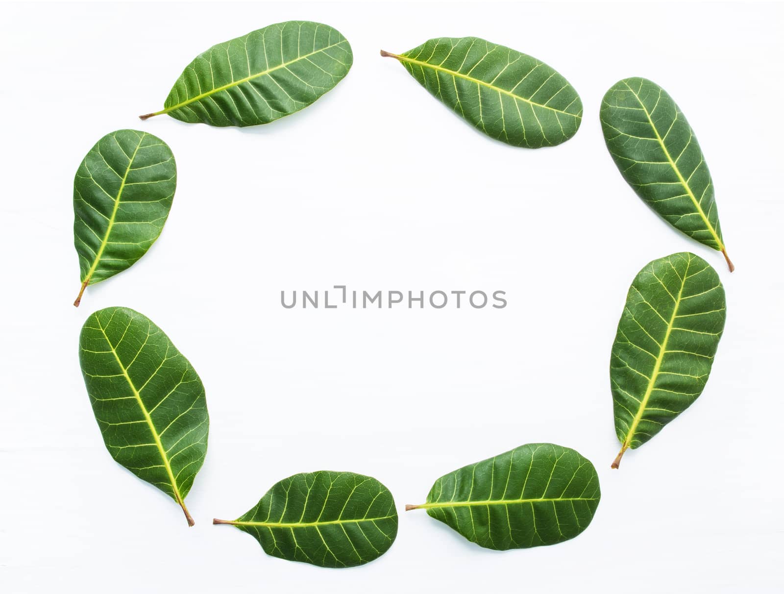 Frame, Green leaves yellow veins of  Cashew on white wooden back by Bowonpat