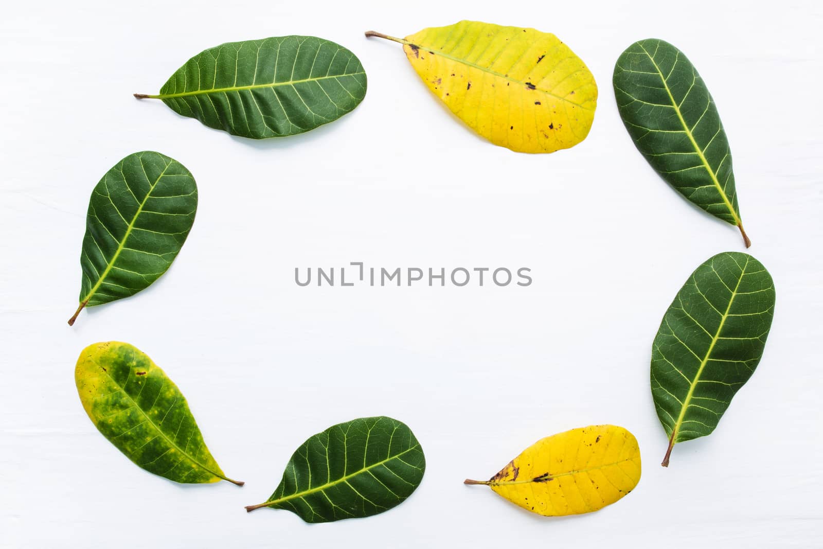 Frame, Green and yellow leaves of  Cashew on white background. W by Bowonpat