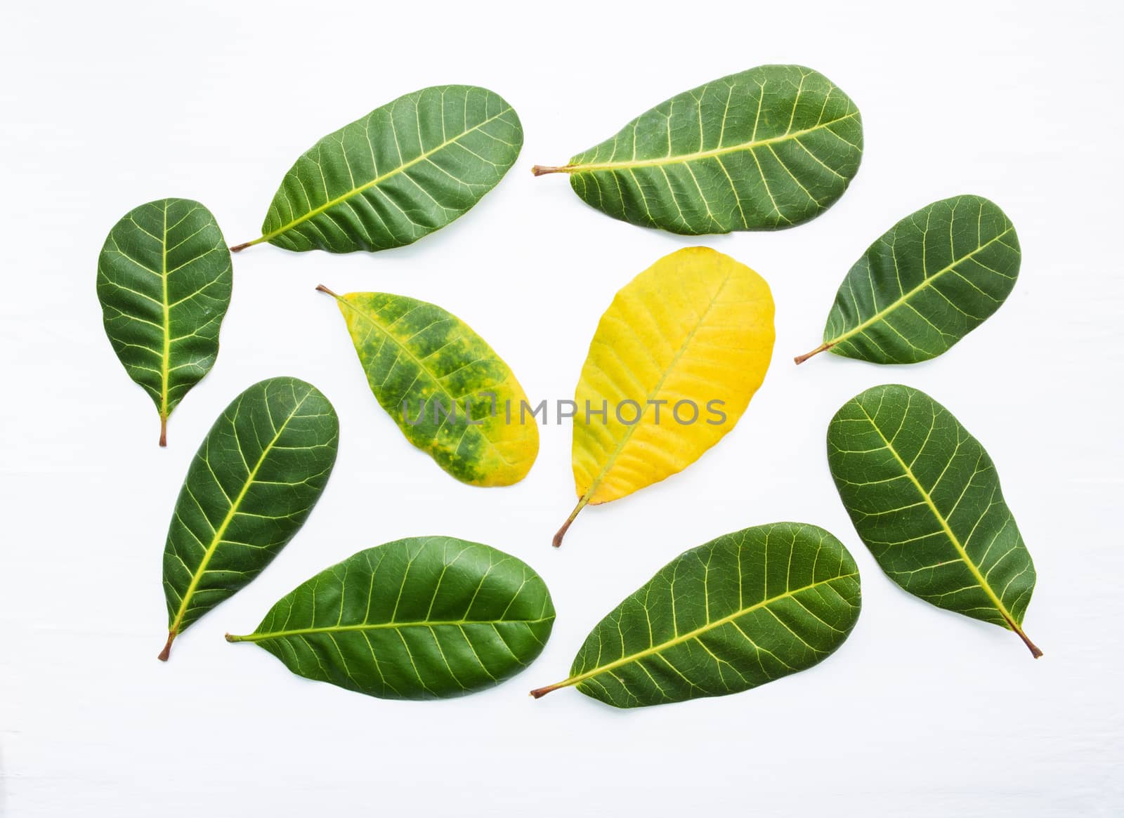 Green and yellow leaves of  Cashew on white background. With copy space. isolate