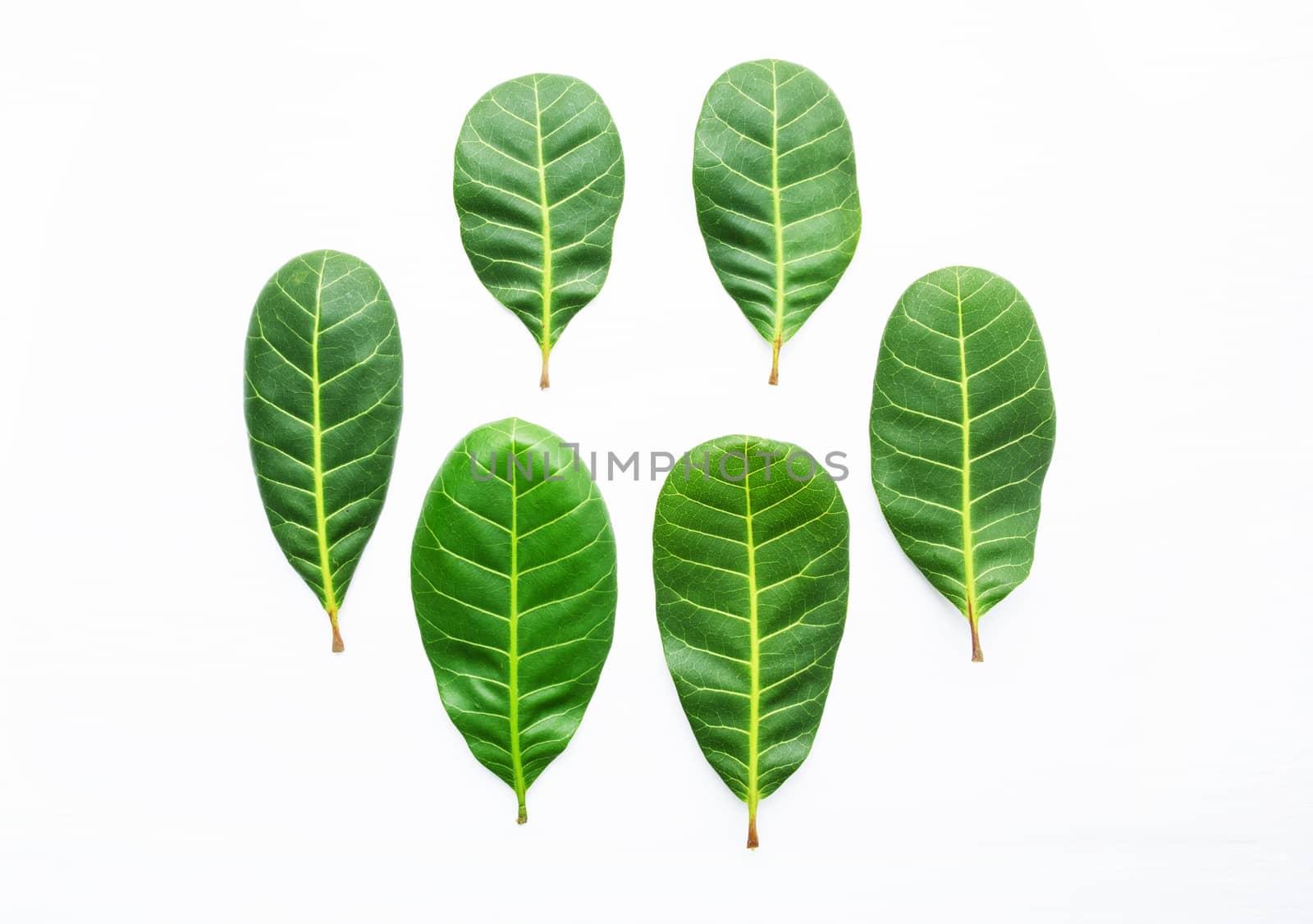 Green leaves yellow veins of  Cashew on white wooden background and copy space.