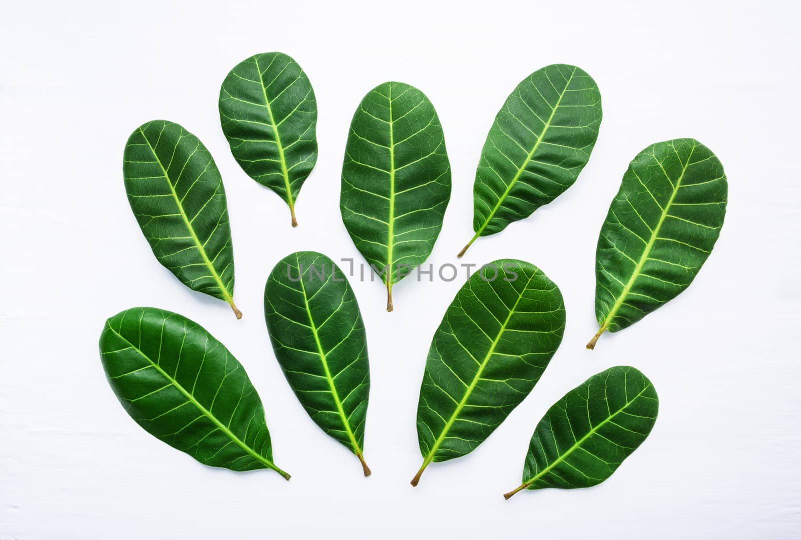 Green leaves yellow veins of  Cashew on white wooden background  by Bowonpat